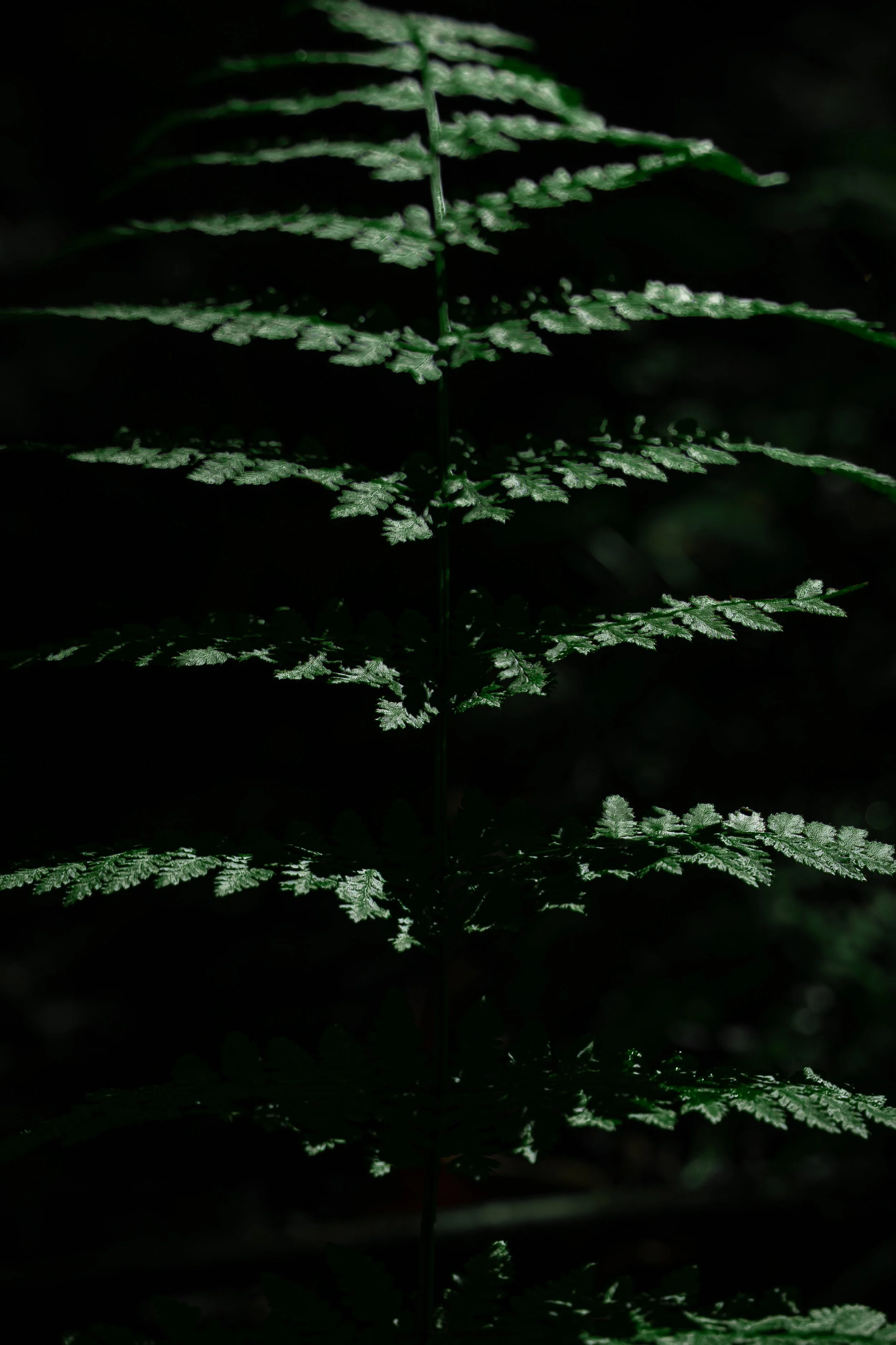 Feuille de fougère verte dans un environnement sombre