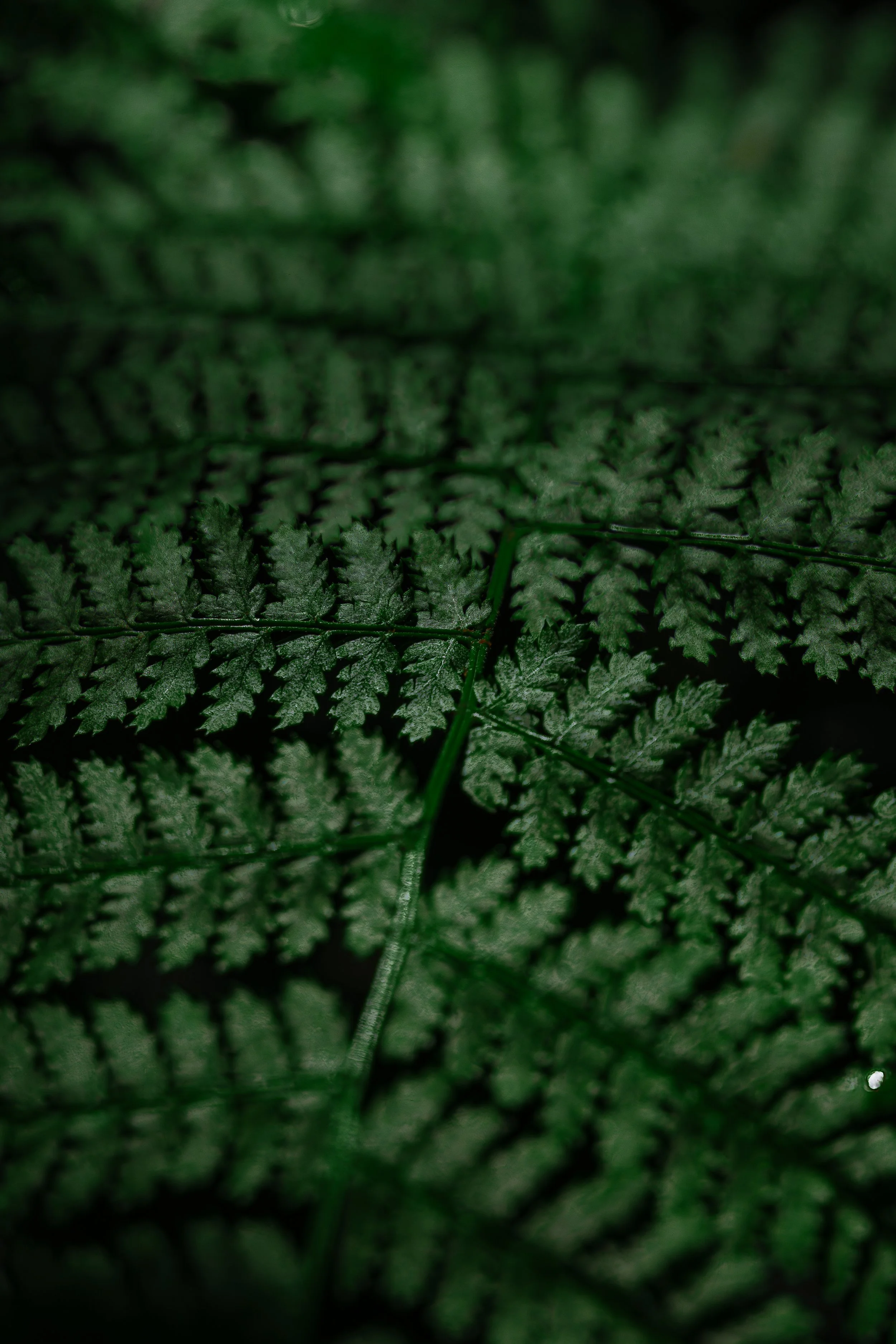 Feuilles de fougère verte avec détails en relief et textures foncées.