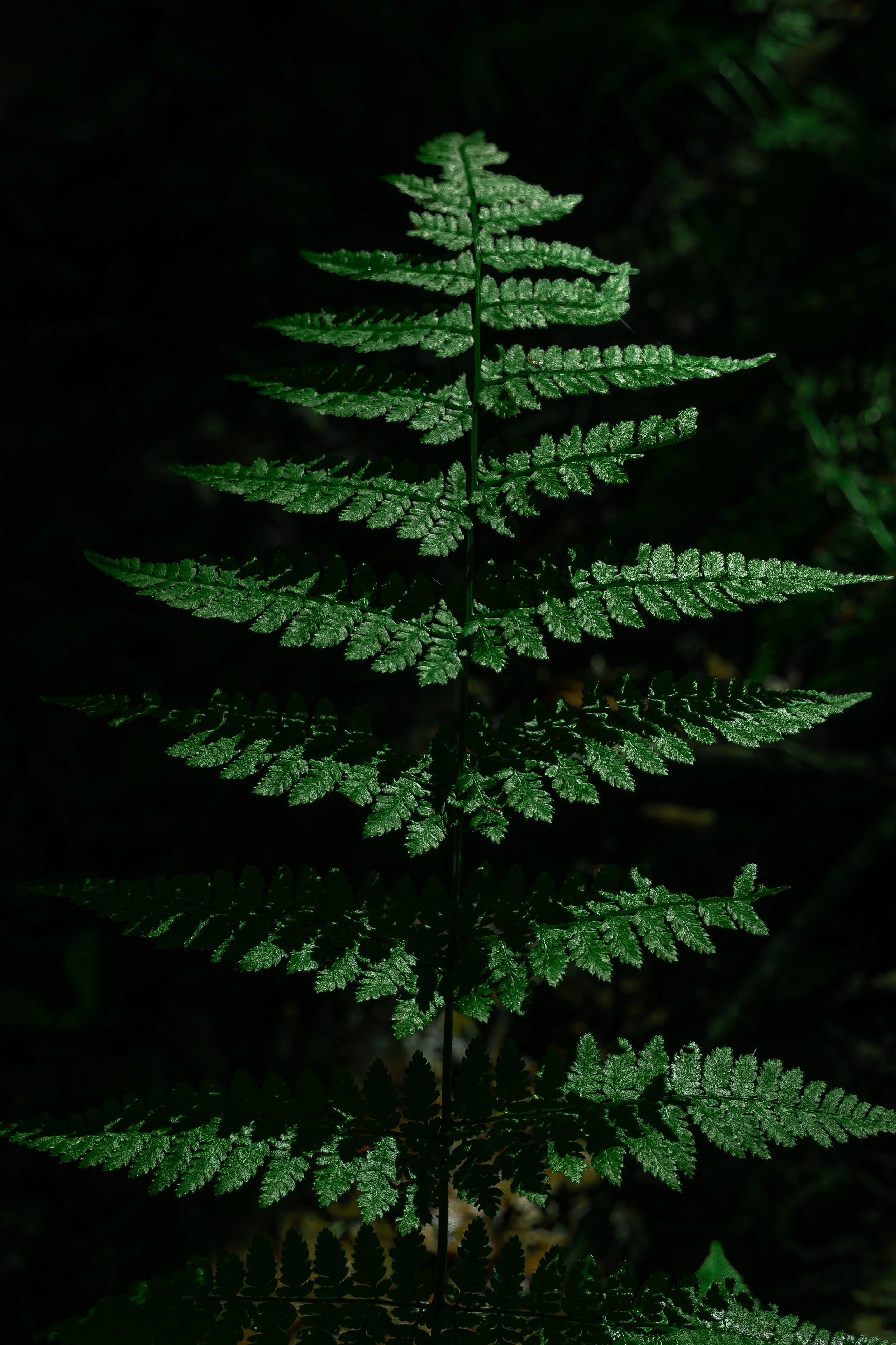 Fougère verte avec de petites frondes en cercle sur un fond sombre.