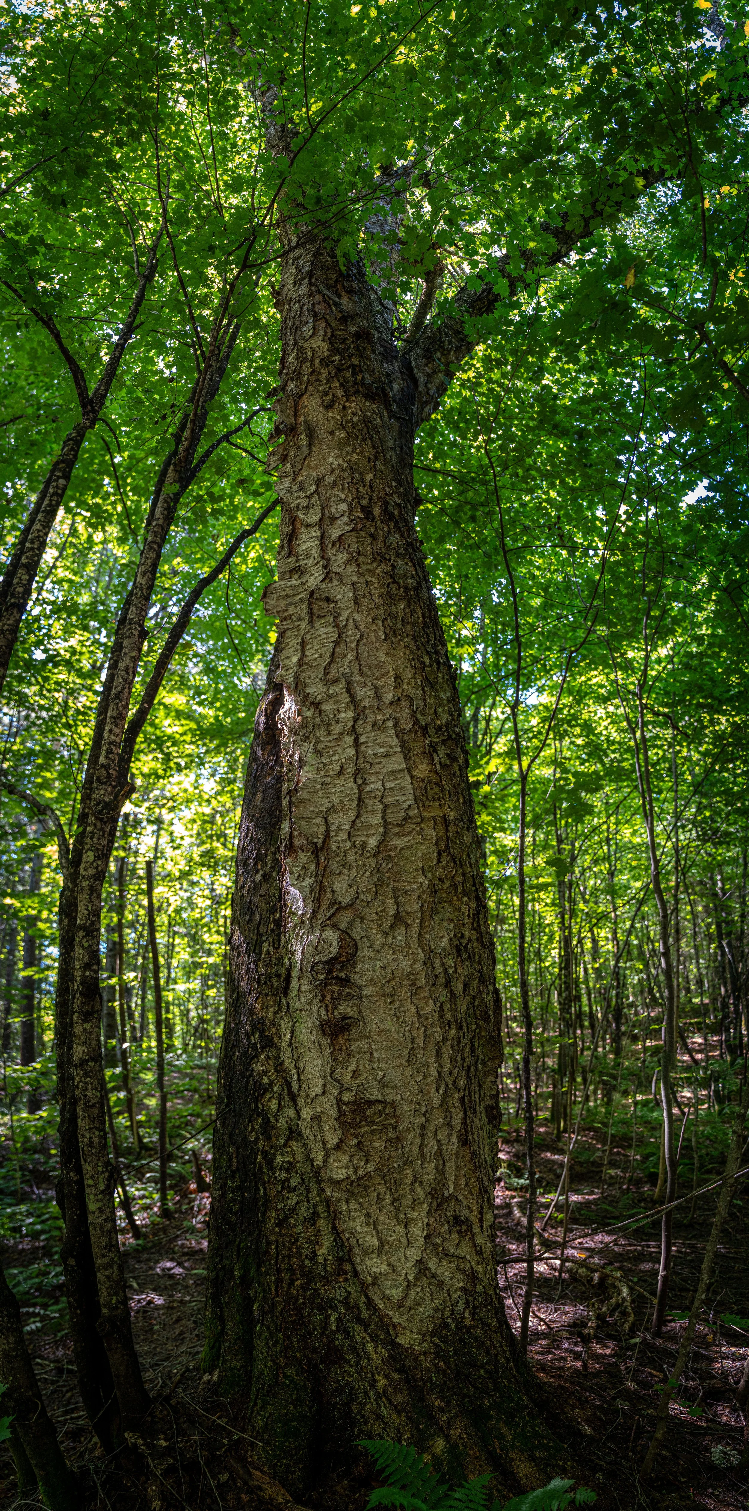 Un arbre dans une forêt dense, vu de bas en haut, avec beaucoup de feuillage vert et une écorce texturée sur le tronc.