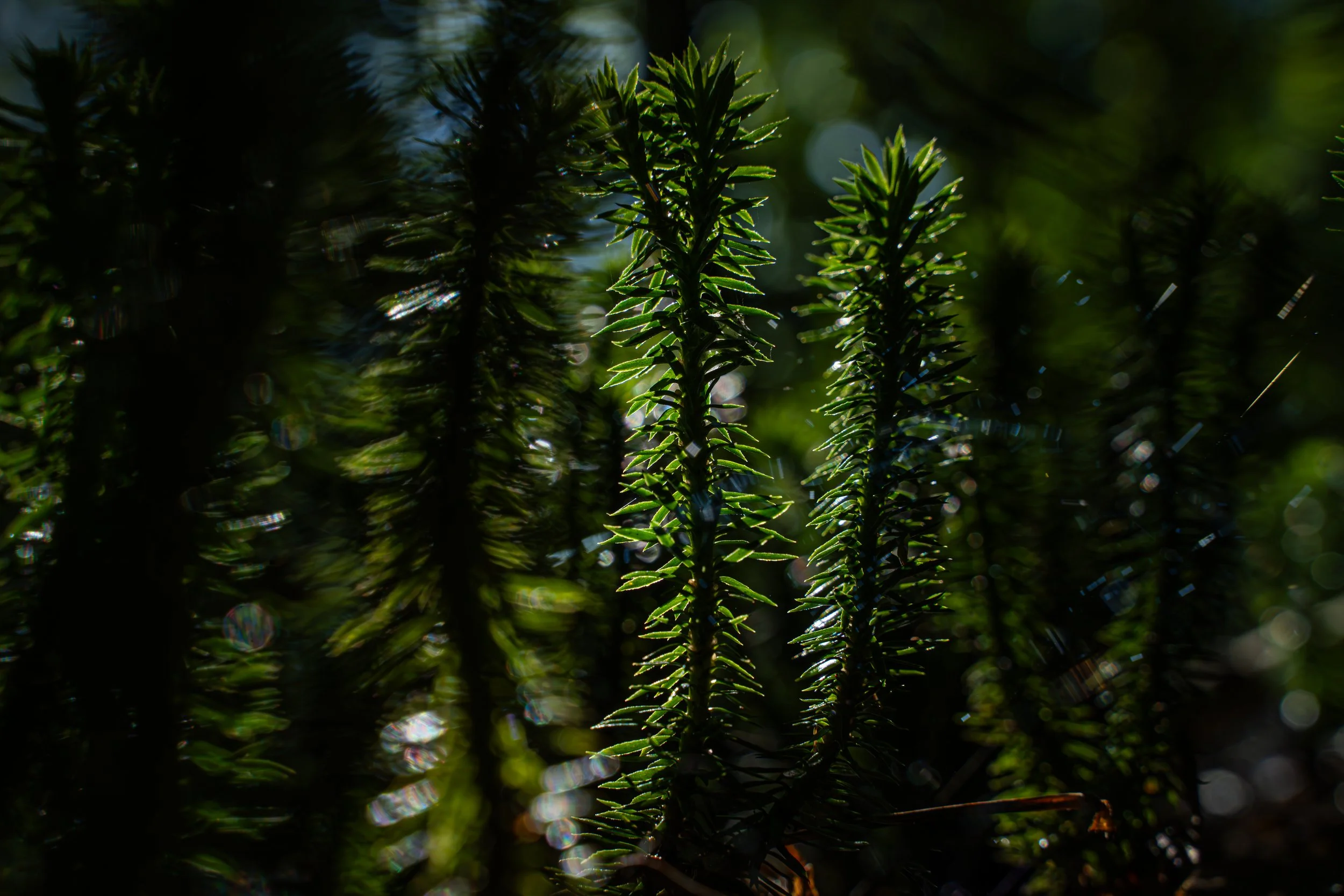 Plantes vertes en plein soleil, avec des feuilles pointues et brillantes.