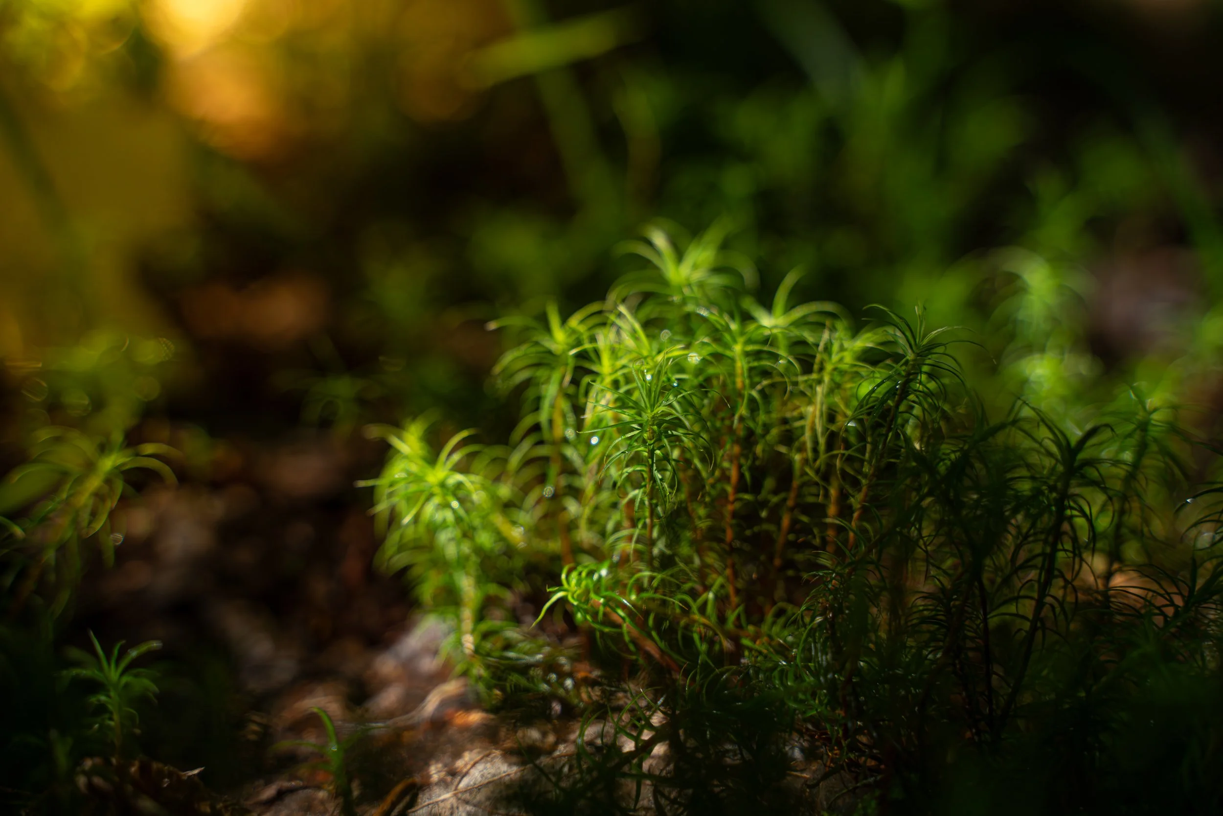 Petite plante verte dans la terre, avec lumière naturelle.