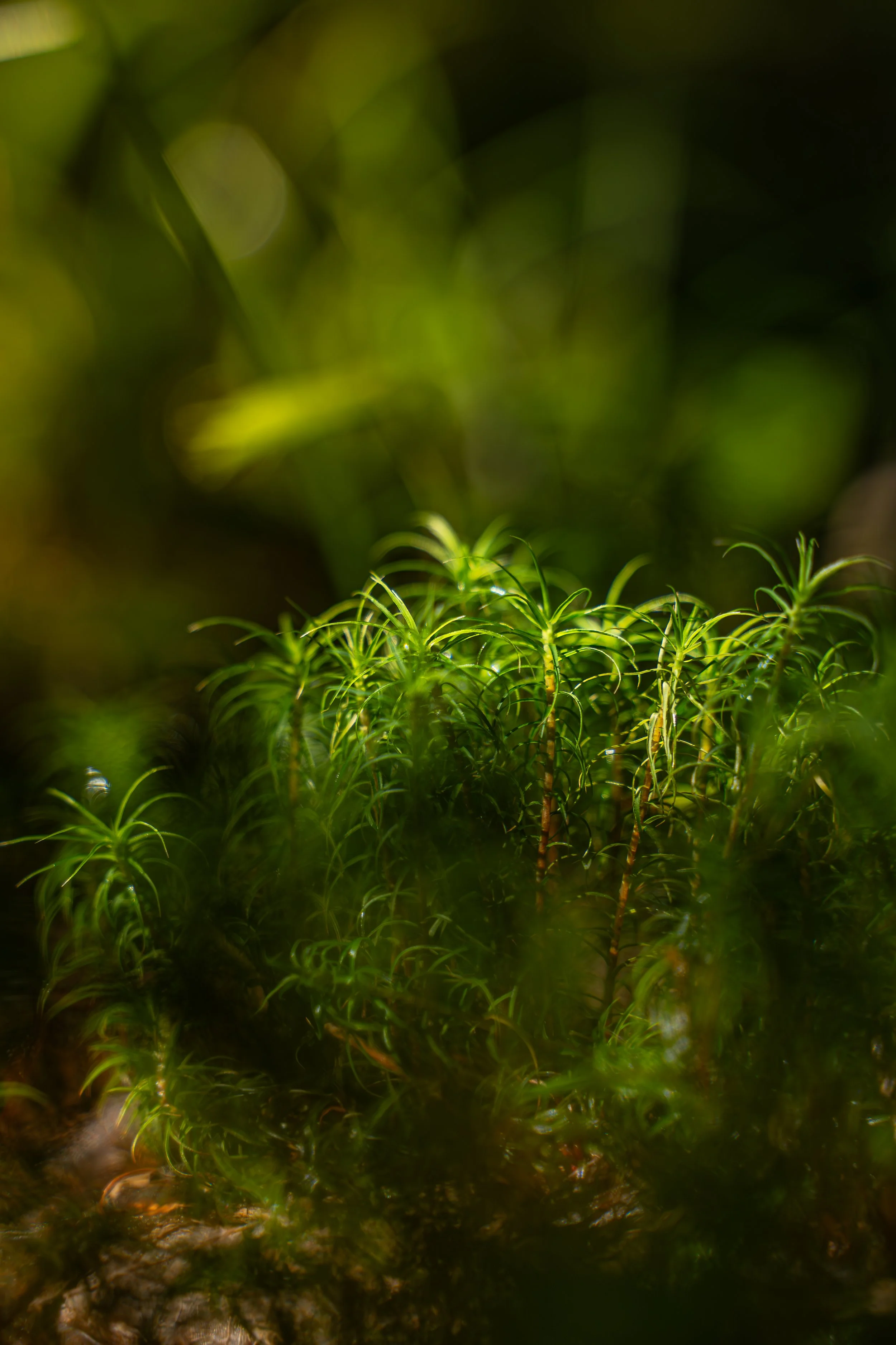 Jeune pousse de mousse ou de plante vivace dans la forêt, avec un fond flou de feuillage vert.