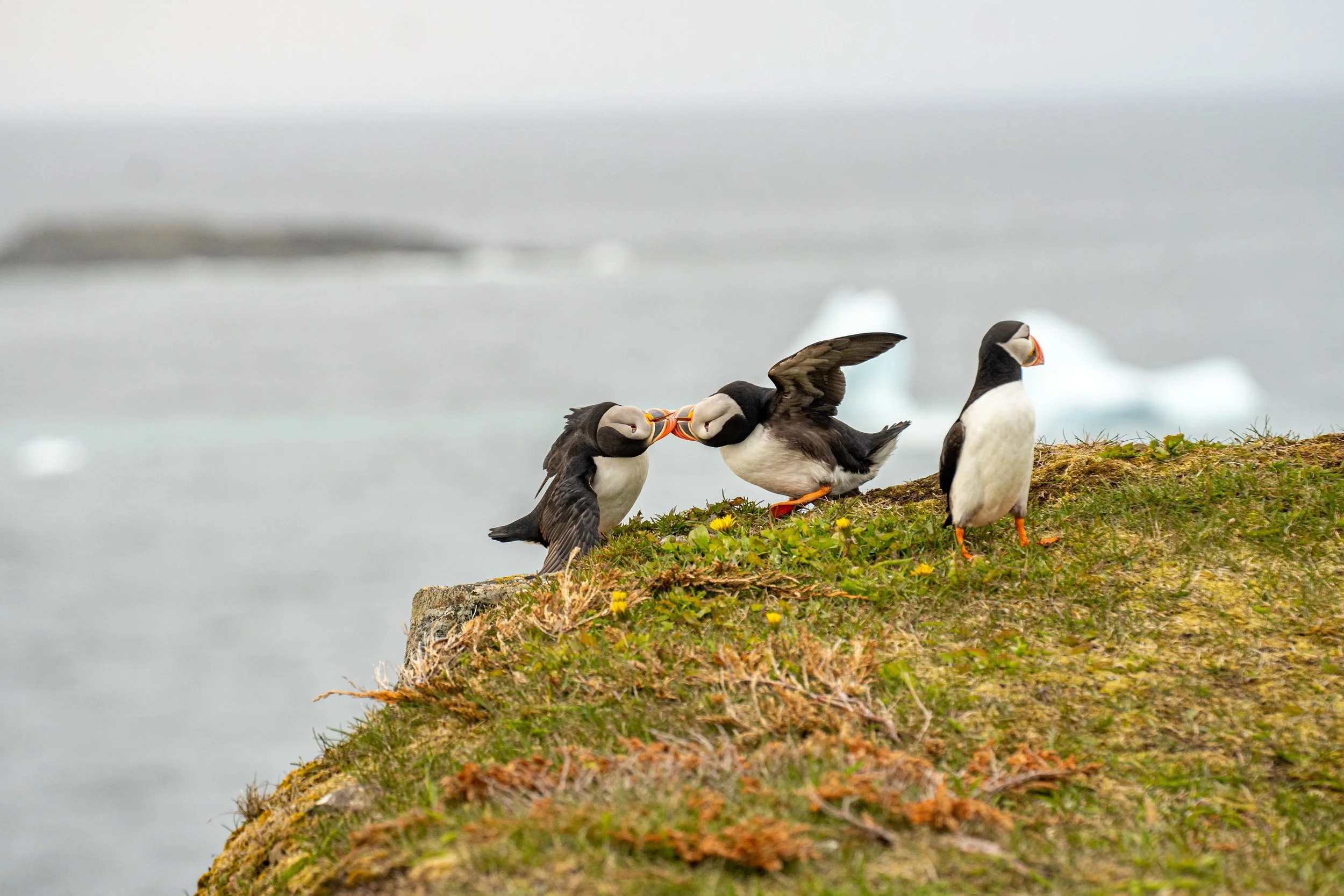 Trois pingouins sur un affleurement rocheux près de l'océan, deux d'entre eux s'embrassent, un troisième les regarde.