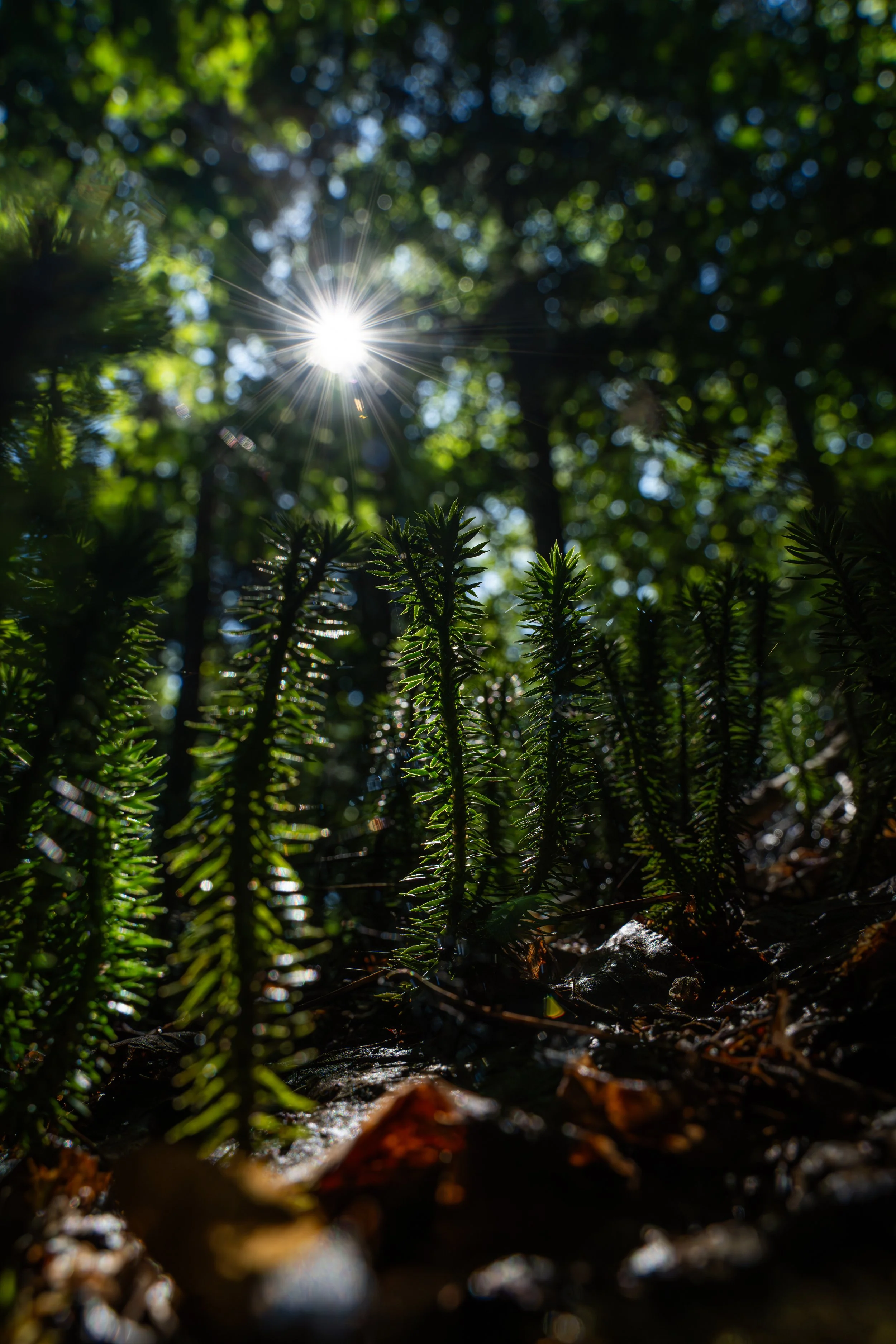 Soleil brillant filtrant à travers le feuillage d'une forêt, vue en contre-plongée avec des jeunes fougères sur le sol forestier humide.