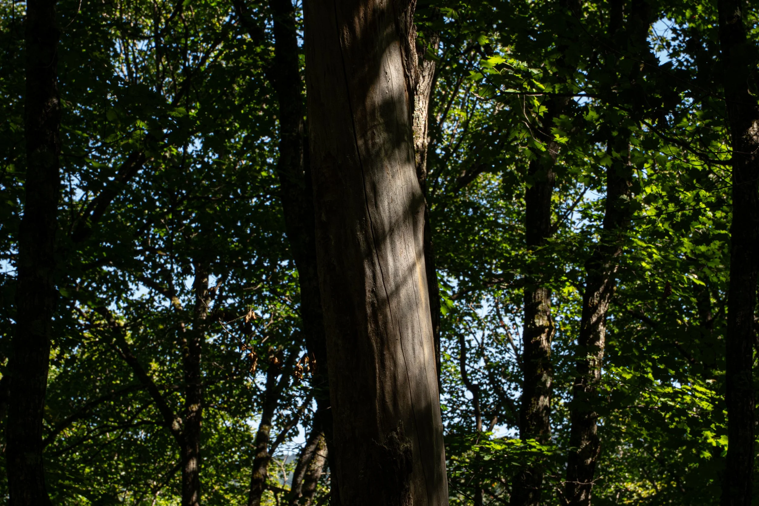 Tronc d'arbre au centre avec feuillage dense en arrière-plan, illumination partielle par le soleil.