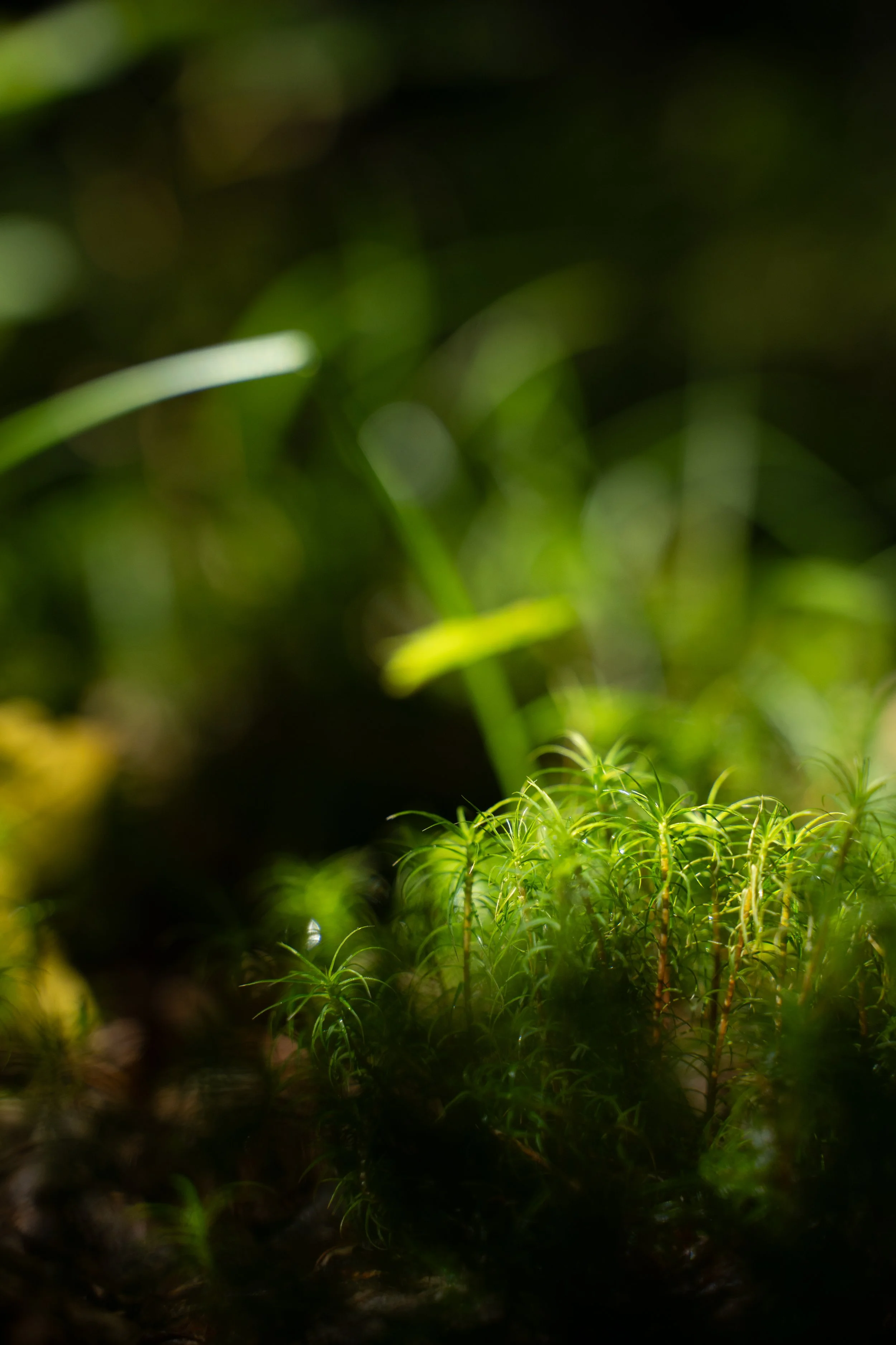 Plantes de mousse vertes dans un environnement forestier humide.