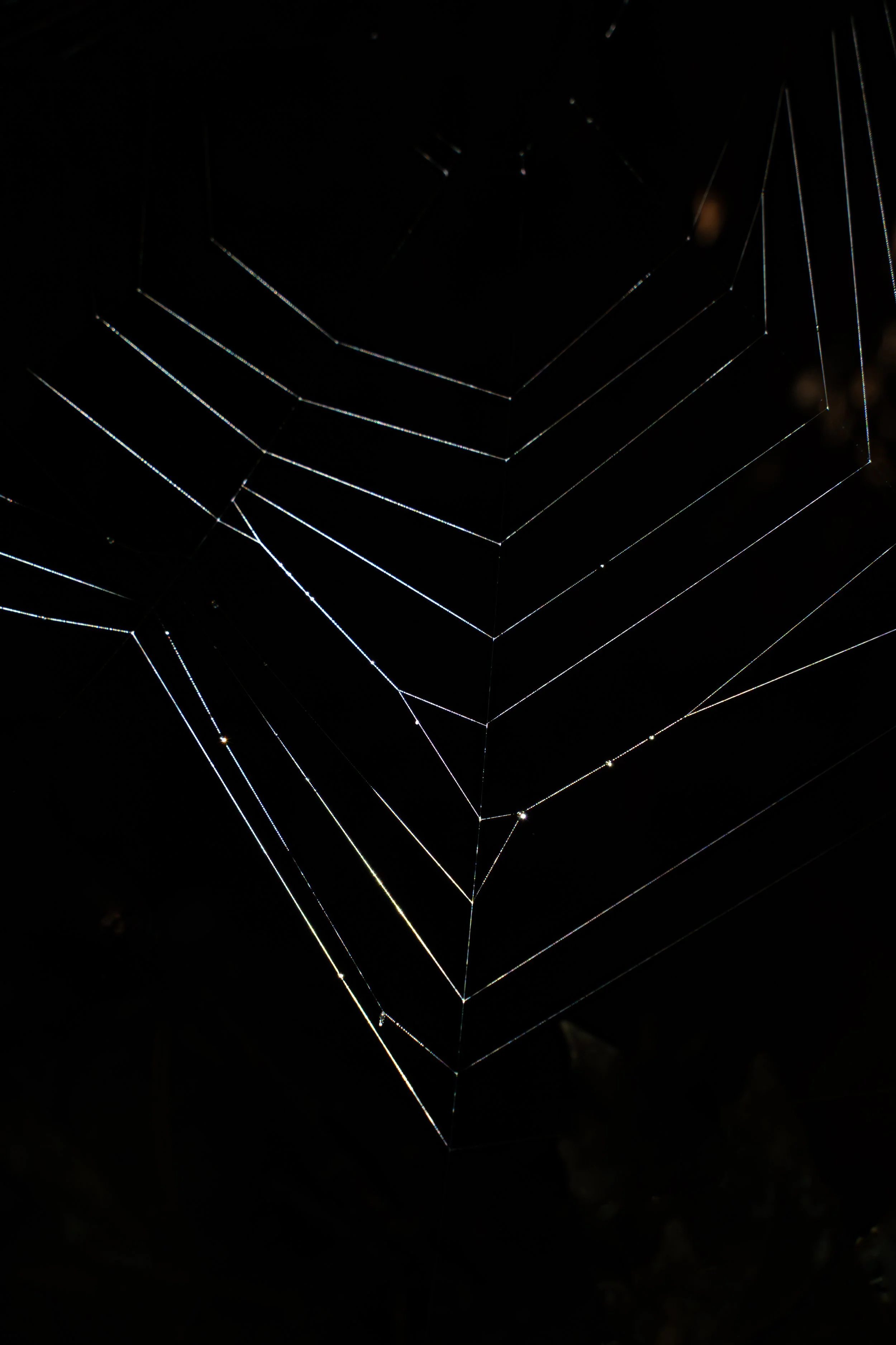 Une toile d'araignée brillamment éclairée sur fond noir.