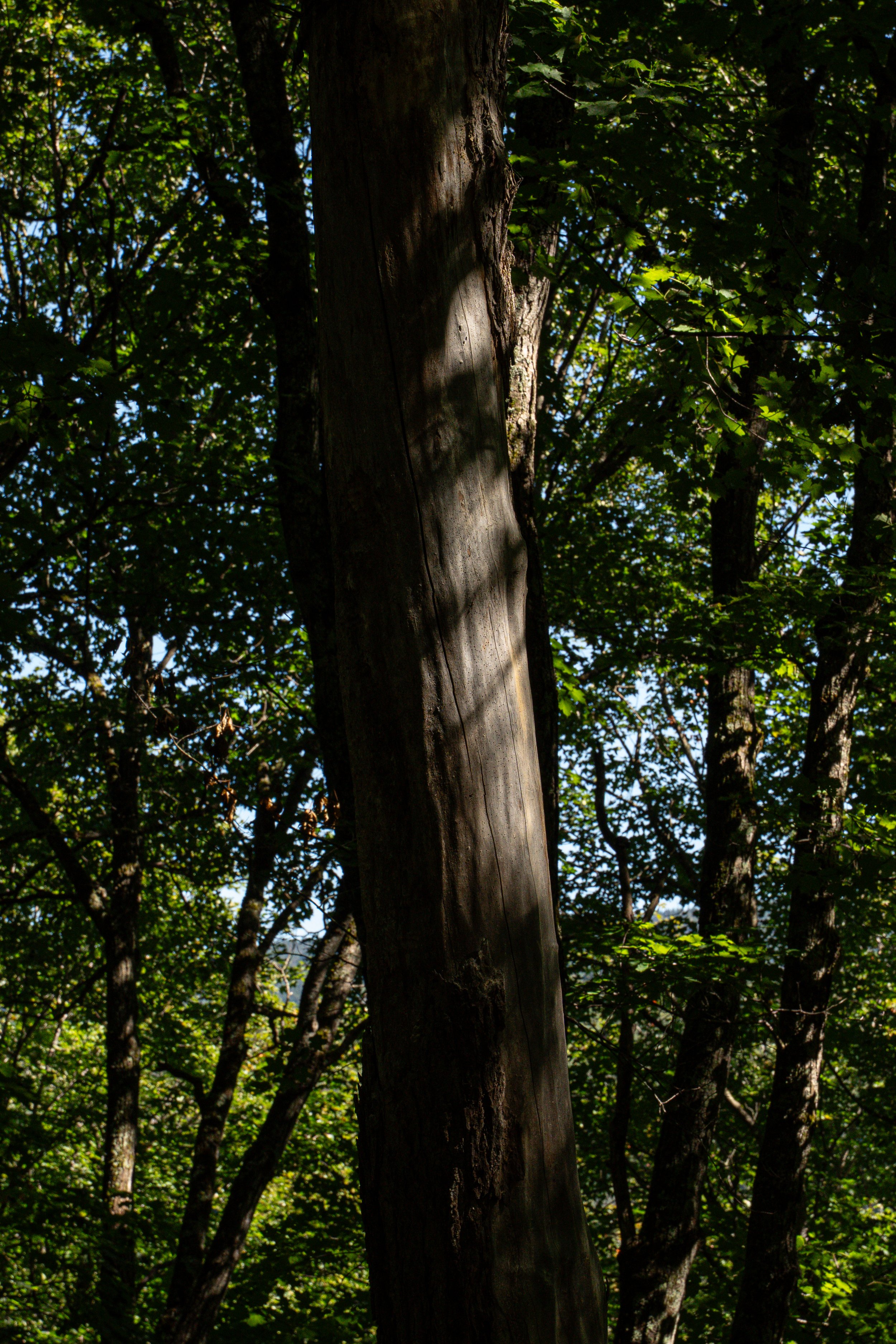 Un arbre avec un tronc droit et du feuillage vert dense en forêt, avec des rayons de soleil créant des ombres sur le tronc.