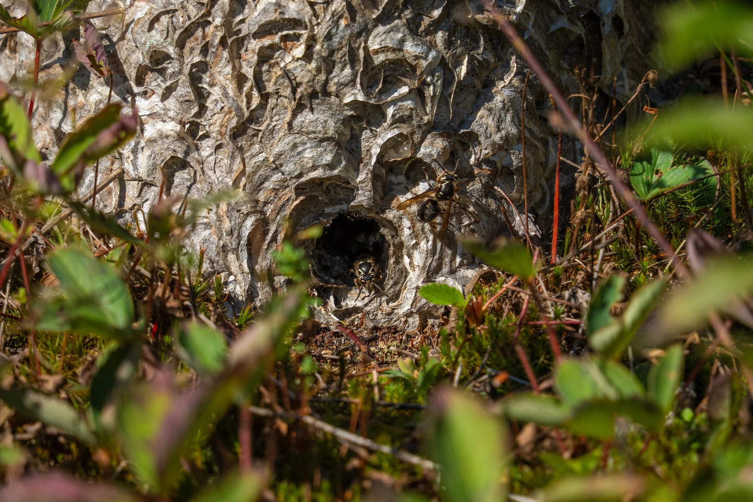 Un arbre avec des fourmis dans le trou de son écorce, entouré de végétation verte.