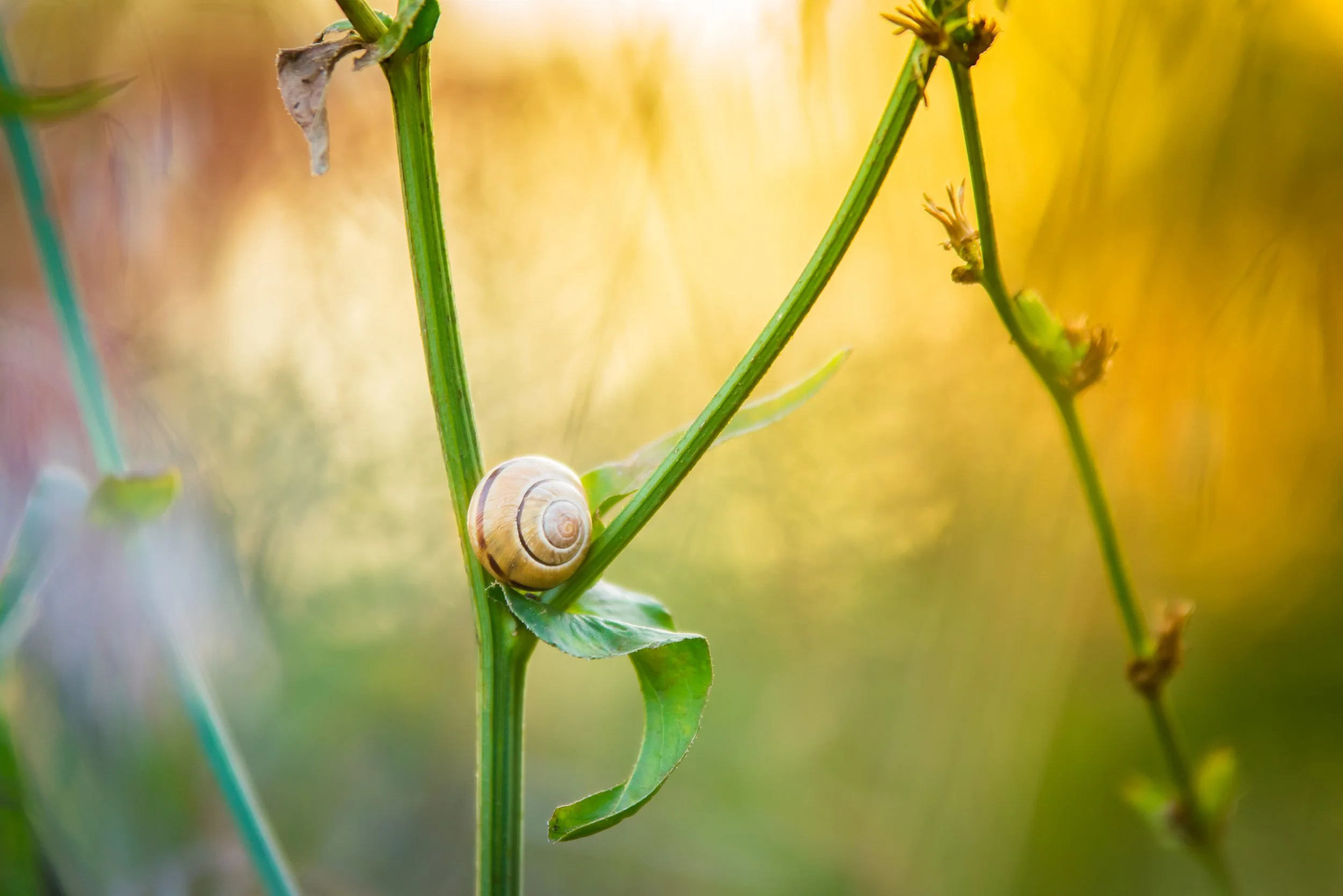 Une escargot brun clair sur une feuille verte, au milieu de tiges de plantes dans un environnement naturel avec un fond flou jaune et vert.
