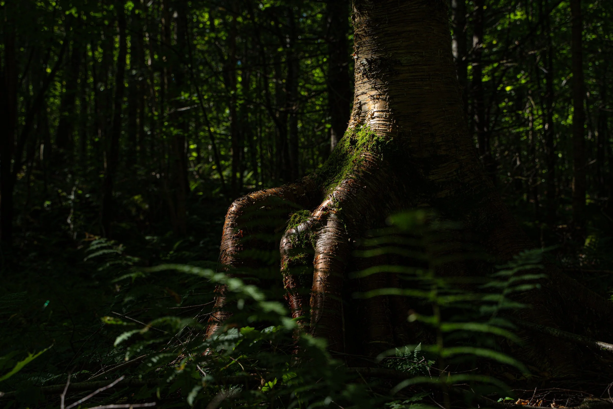Tronc d'arbre dans une forêt dense avec des racines épaisses et de la mousse, entouré de végétation à l'ombre.