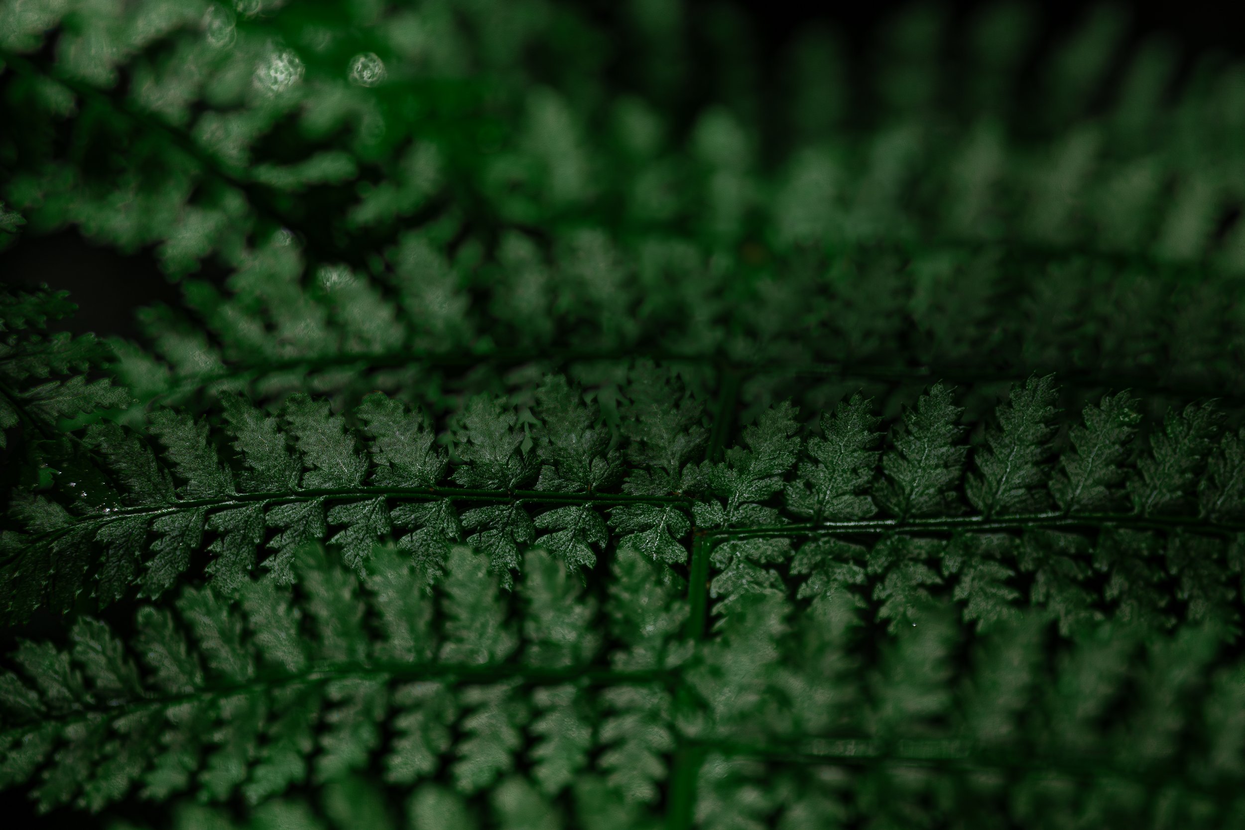 Feuilles de fougère verte naturelles et détaillées.