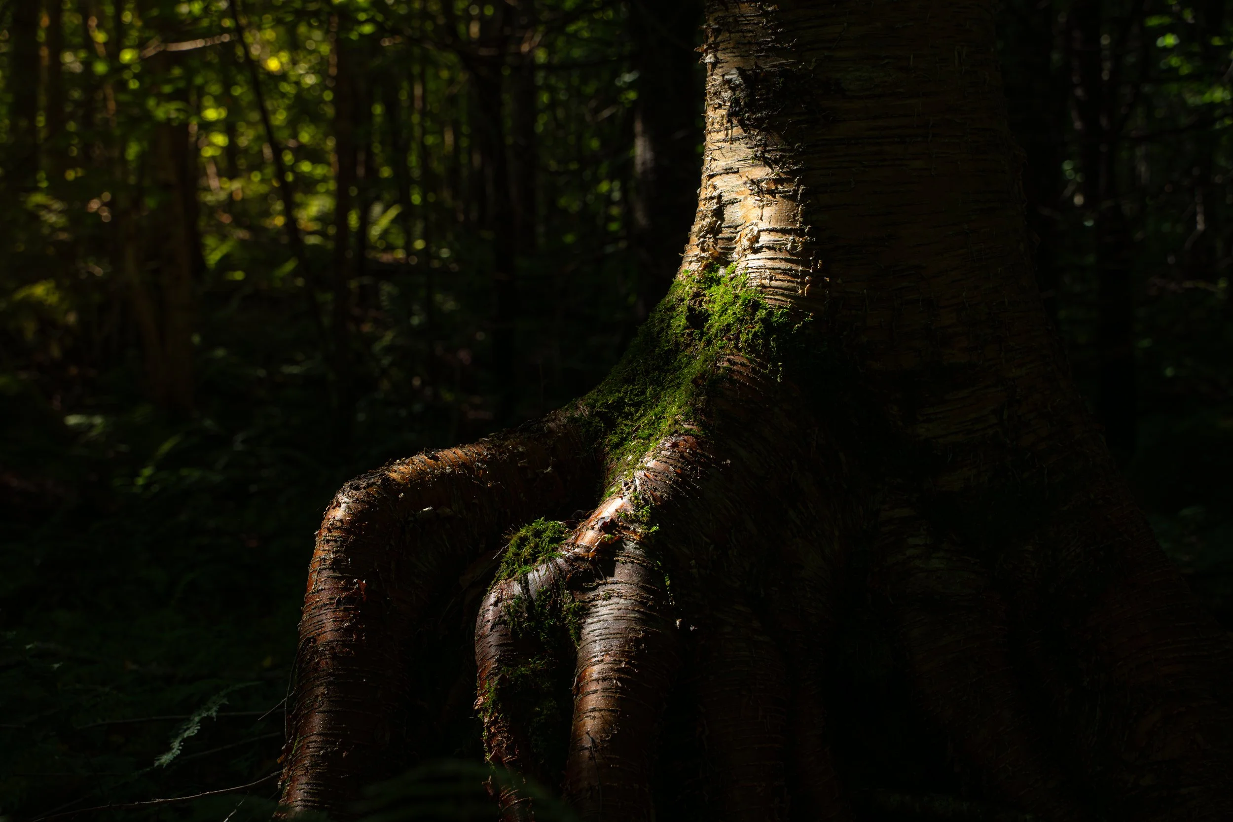 Tronc d'arbre dans une forêt sombre avec des racines épaisses et couvertes de mousse