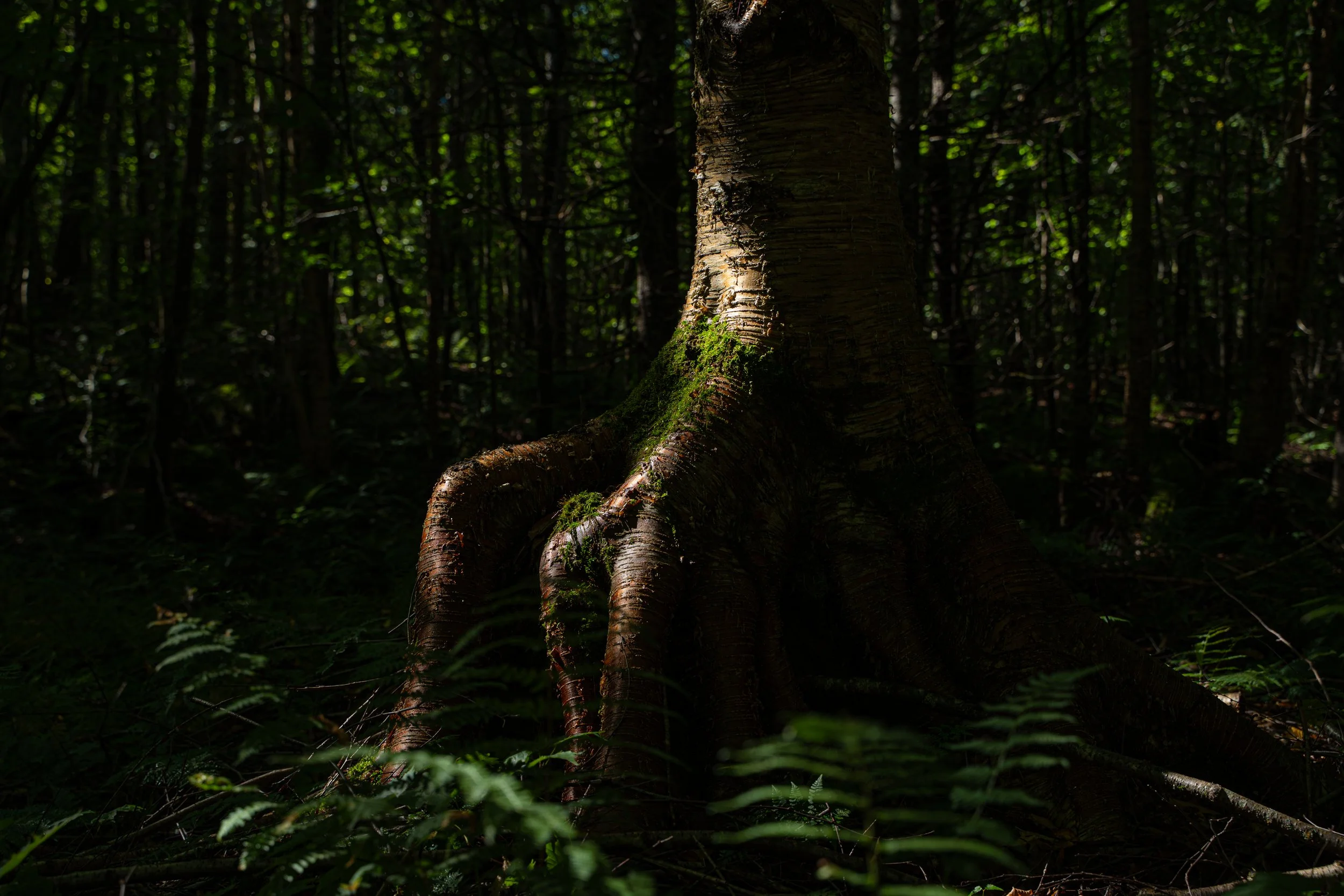 Racines d'un arbre dans une forêt sombre avec lumière limitée