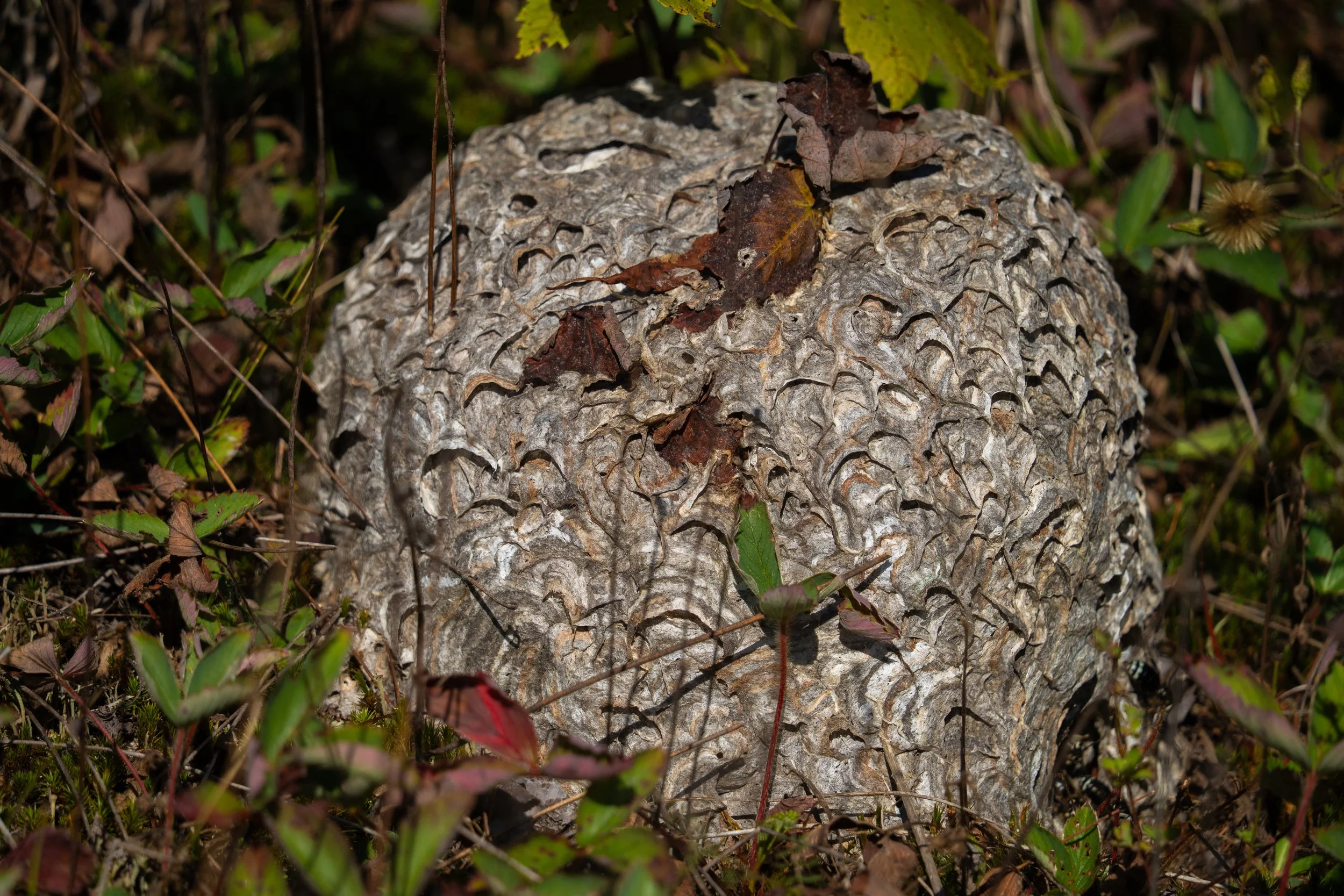 Nid d'abeilles en forme de boule dans la nature, entouré de feuilles et de végétation