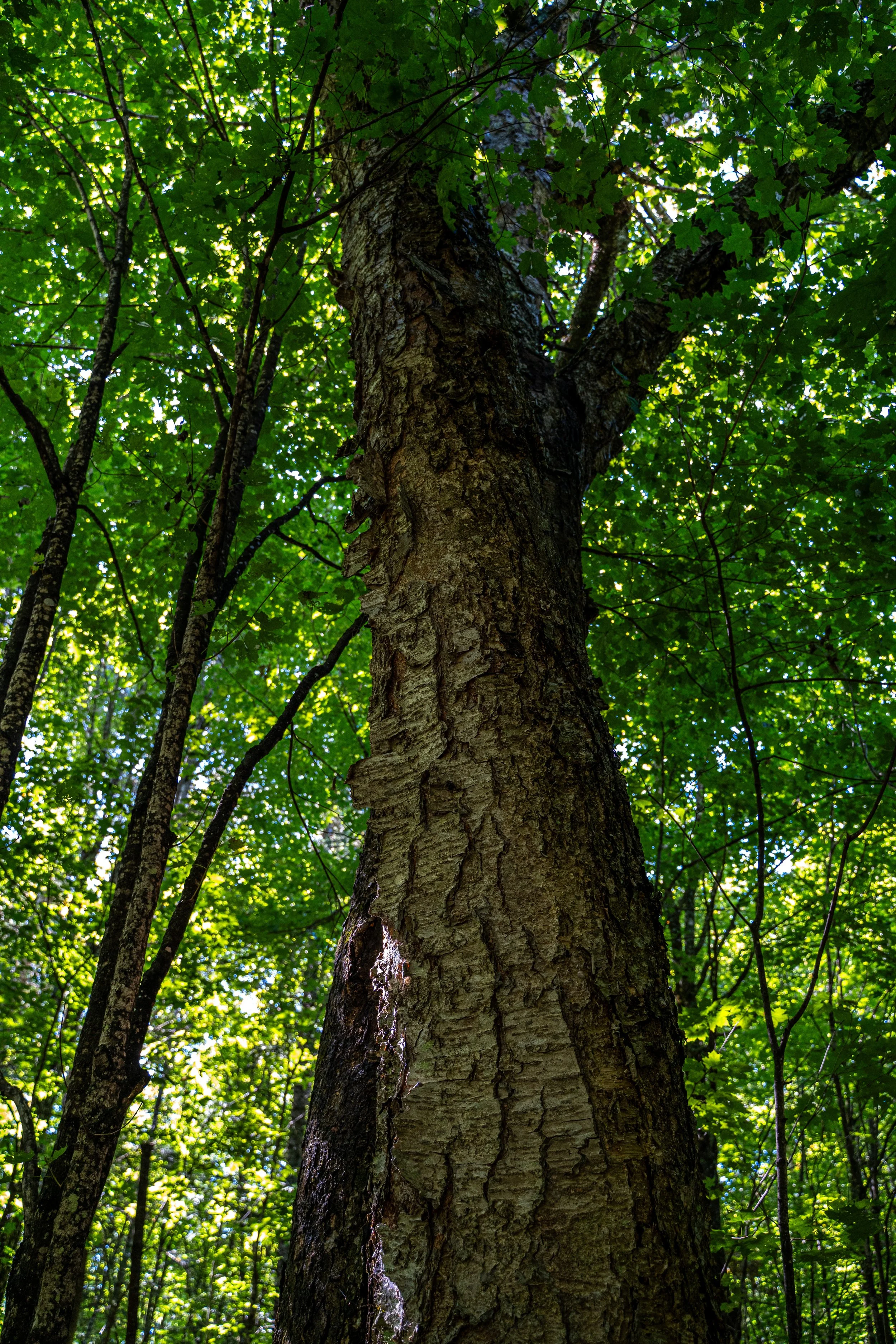 Un tronc d'arbre vue de bas avec des feuilles vertes denses et de la lumière filtrée à travers.