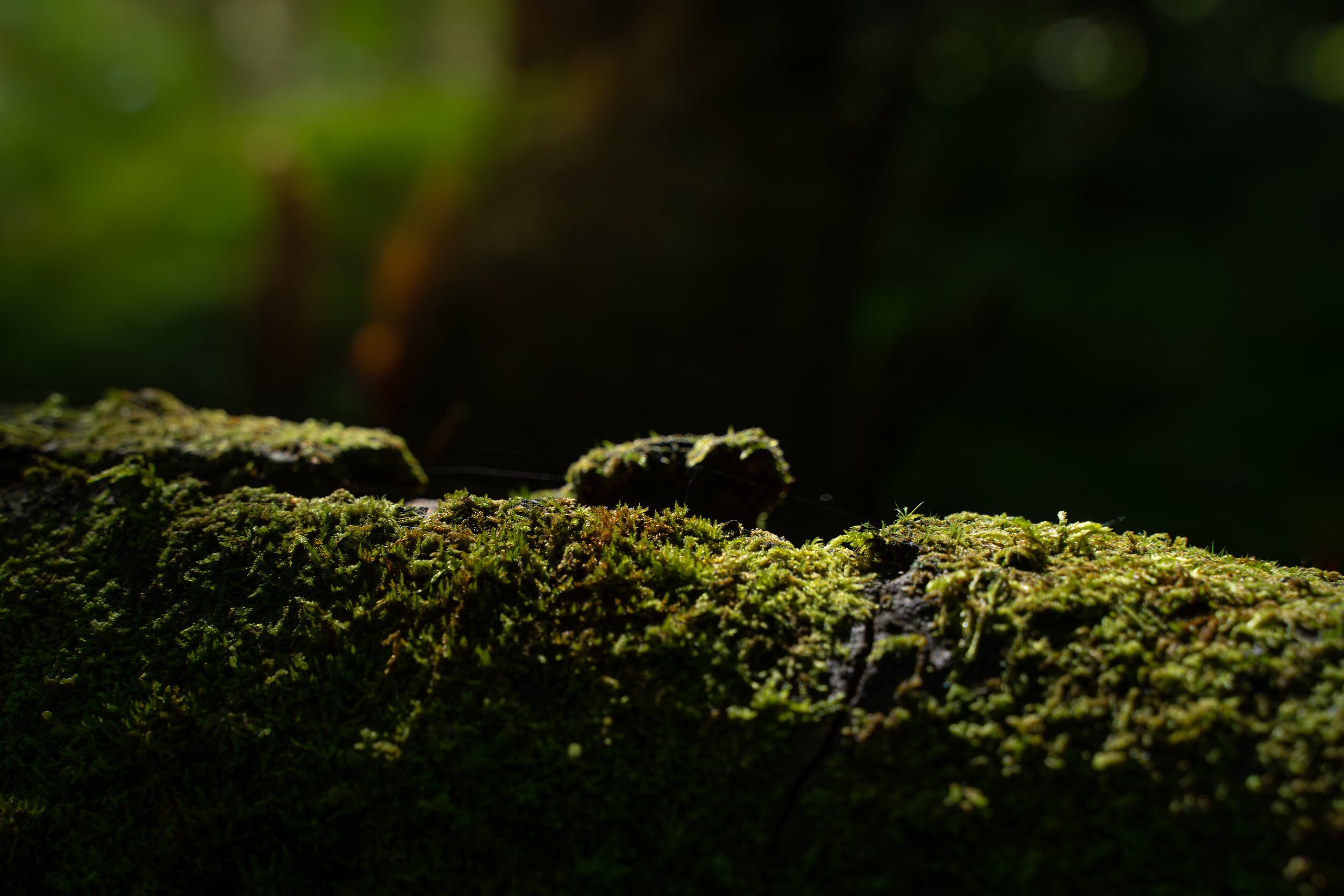 Mousse verte recouvrant une branche d'arbre dans une forêt sombre.