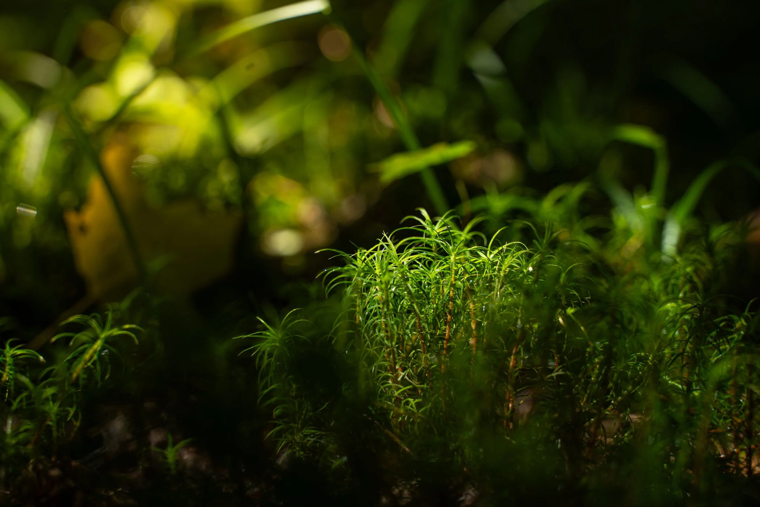 Petites plantes vertes dans un environnement ombragé avec un fond flou de verdure.