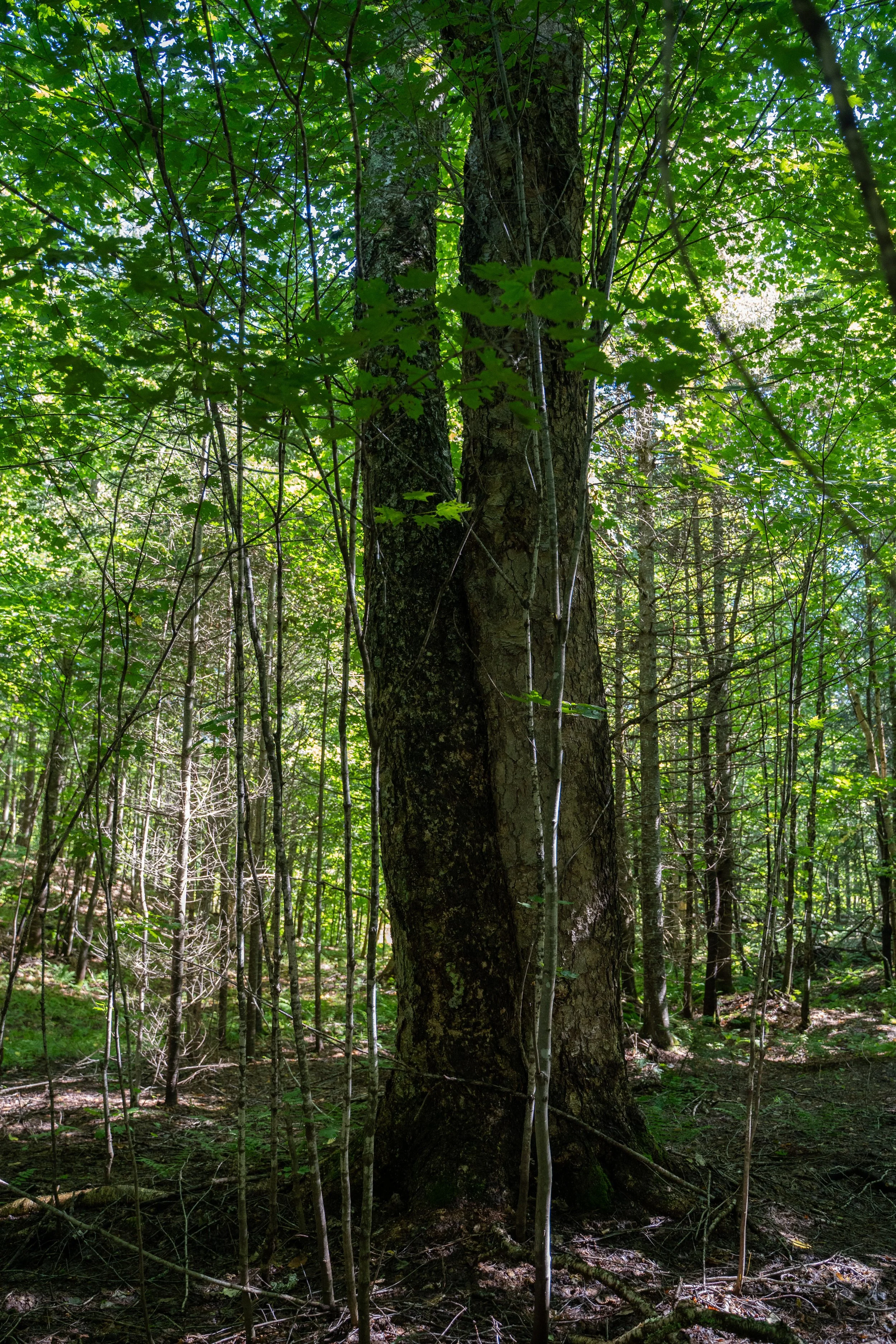 Un arbre massif dans une forêt dense avec beaucoup de fines branches et de feuilles vertes.