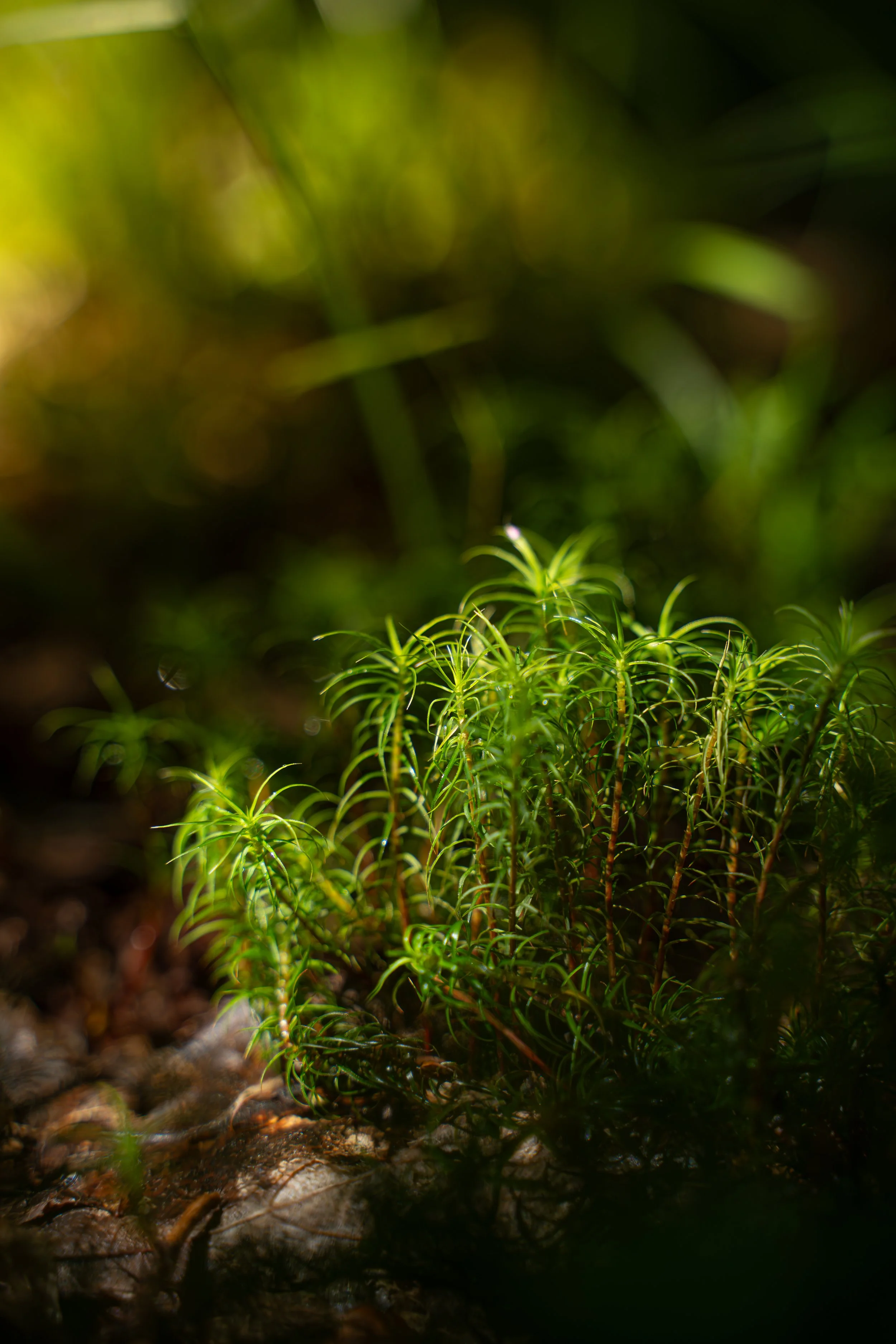 Jeune pousse d'une plante verte dans un environnement forestier, avec une mise au point sur le feuillage et un arrière-plan flou.