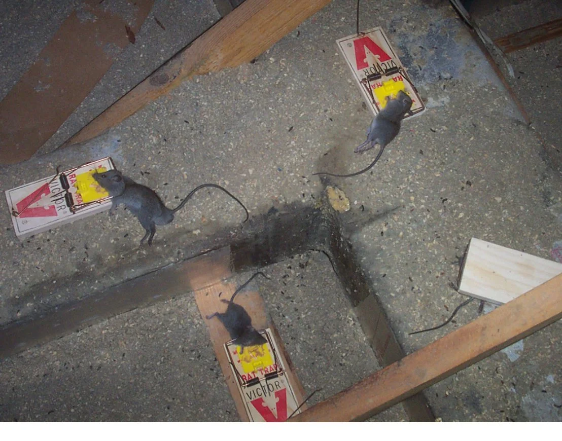 rodent.JPG
