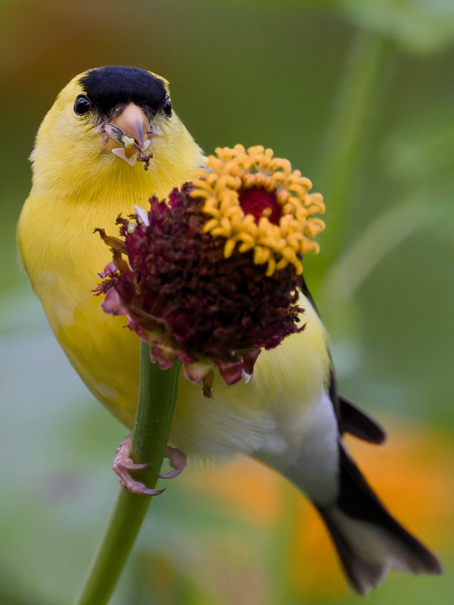 Nature's Candy