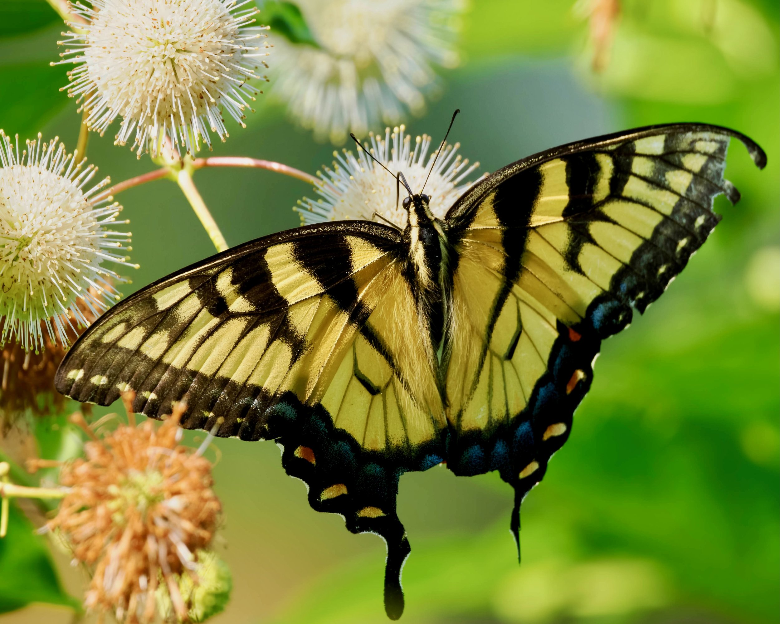 Tiger Swallowtail Delight
