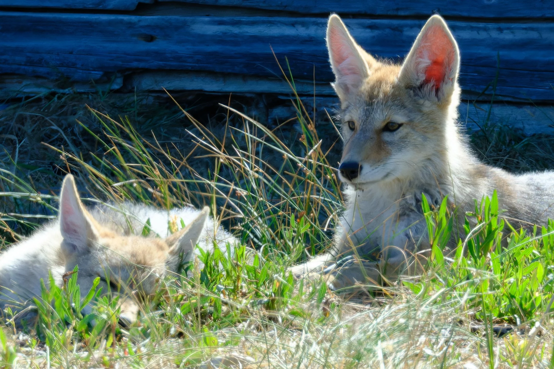 Coyote Cubs