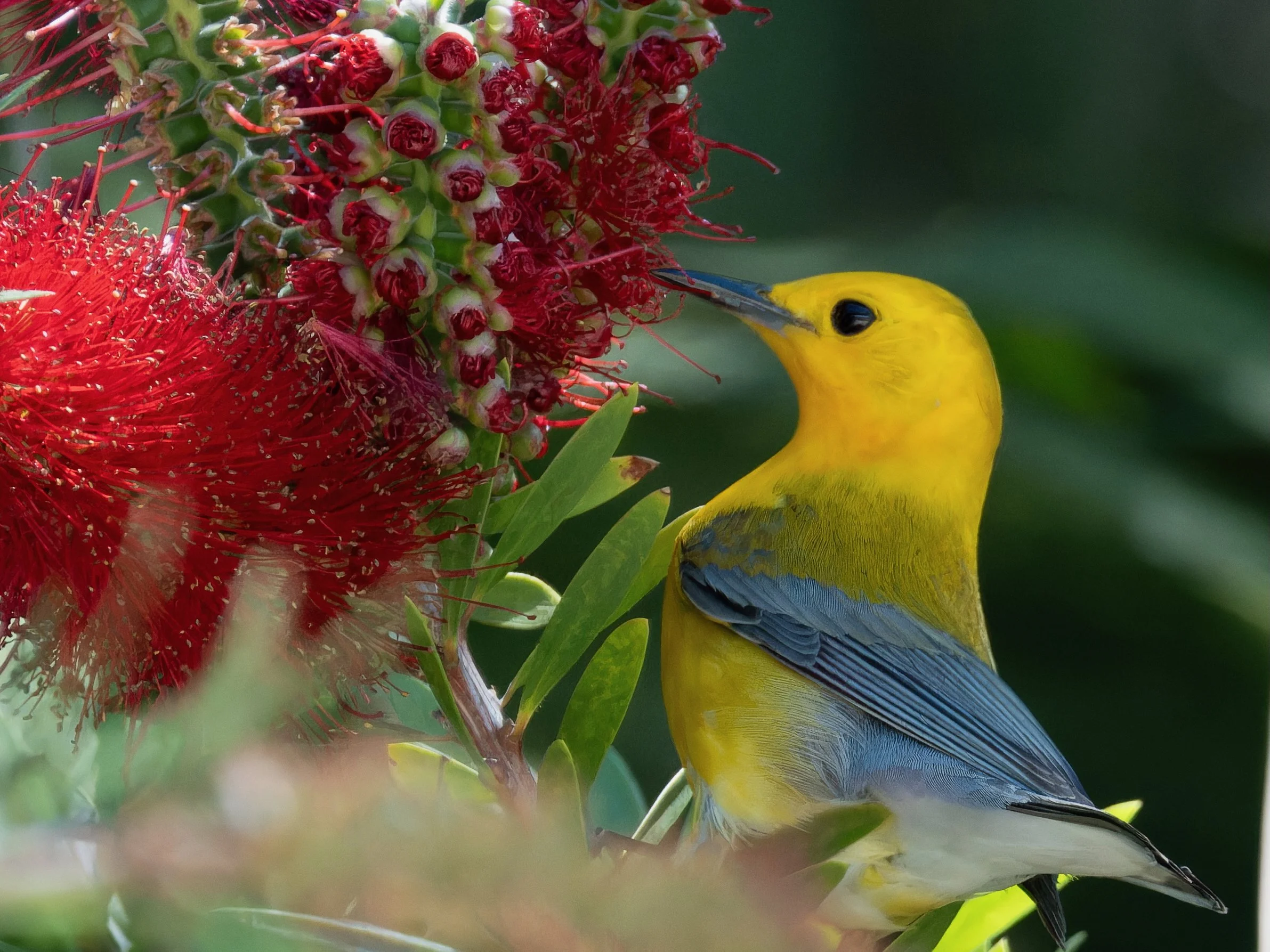 Prothonotary's Paradise