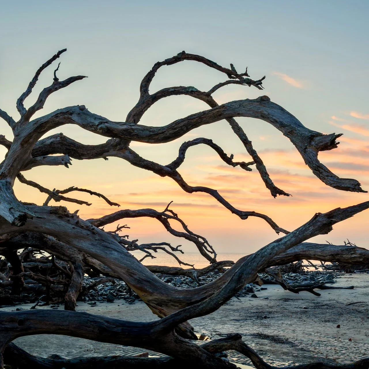 Driftwood Beach Silhouette