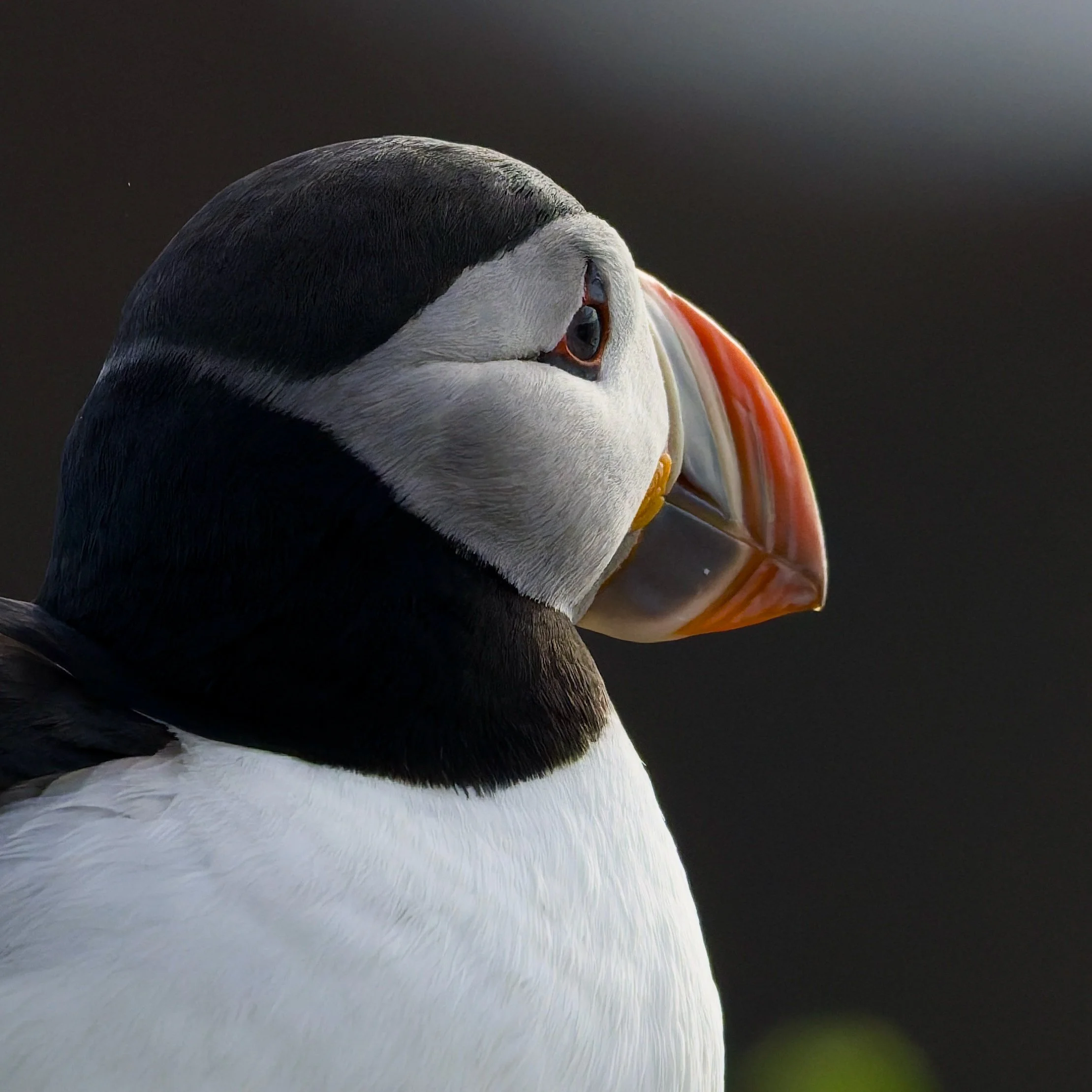 Close-up of an Atlantic puffin with black and white feathers, an orange beak, and eye, against a dark background.
