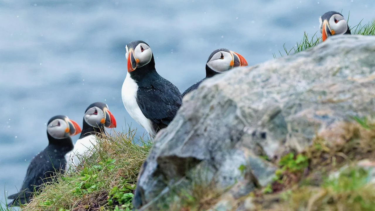 Five puffins sitting on a grassy rocky cliff near water, some with their heads turned to the side.