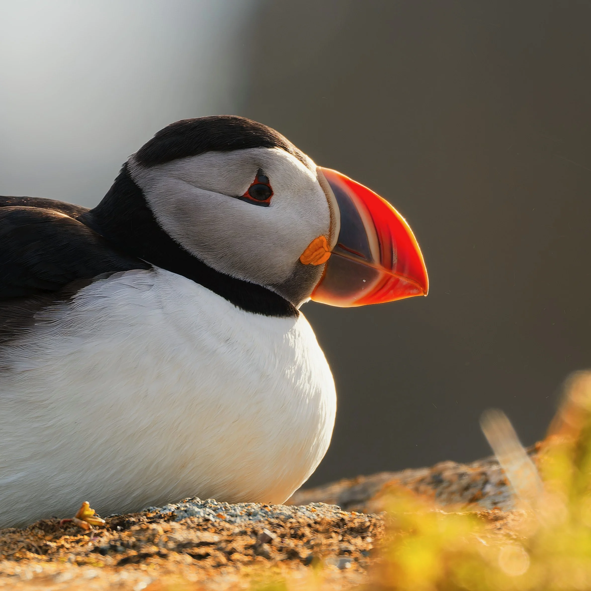 Close-up of a puffin's head with black and white feathers, an orange beak, and a dark eye, resting on a gravelly surface with the blurred background of water.