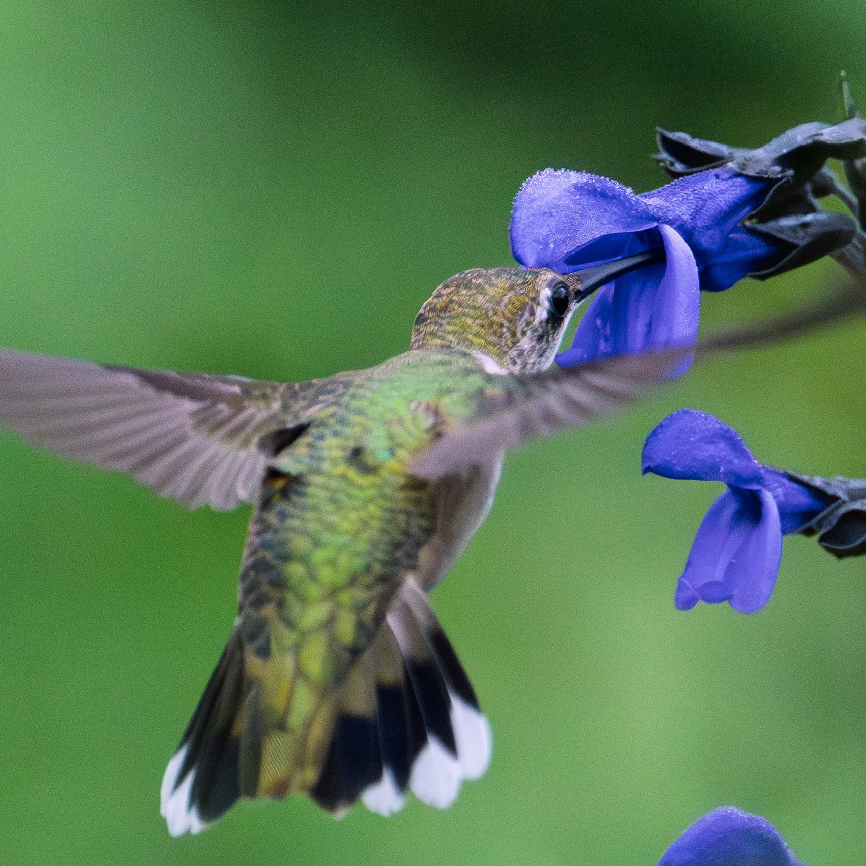 Hummingbird with Vibrant Blue Flowers