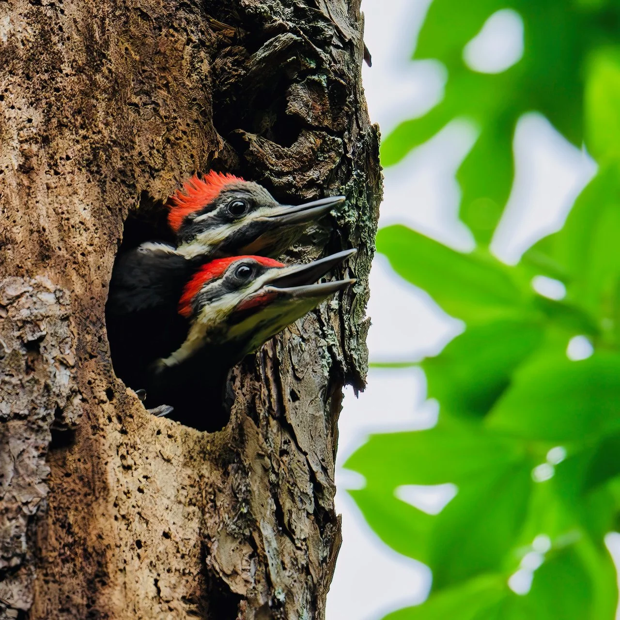 Pileated Woodpecker Fledglings