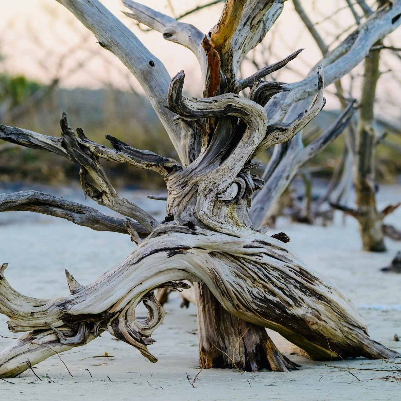 The Dragon of Driftwood Beach