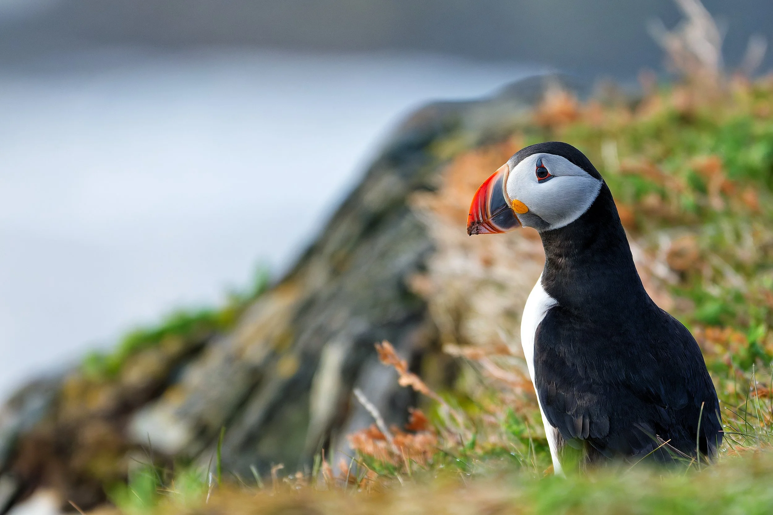 A close-up of a puffin bird standing on the ground near a rocky area with green grass and moss, against a blurred background of rocks and water.