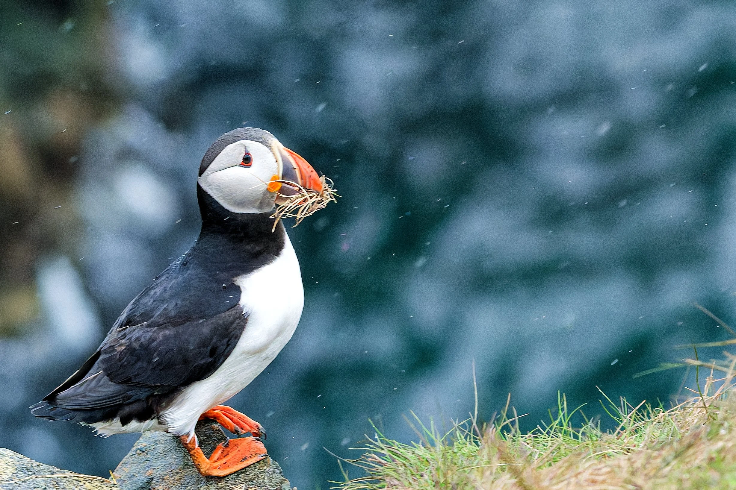 A puffin standing on a rock by the water, holding a fishing net in its beak.
