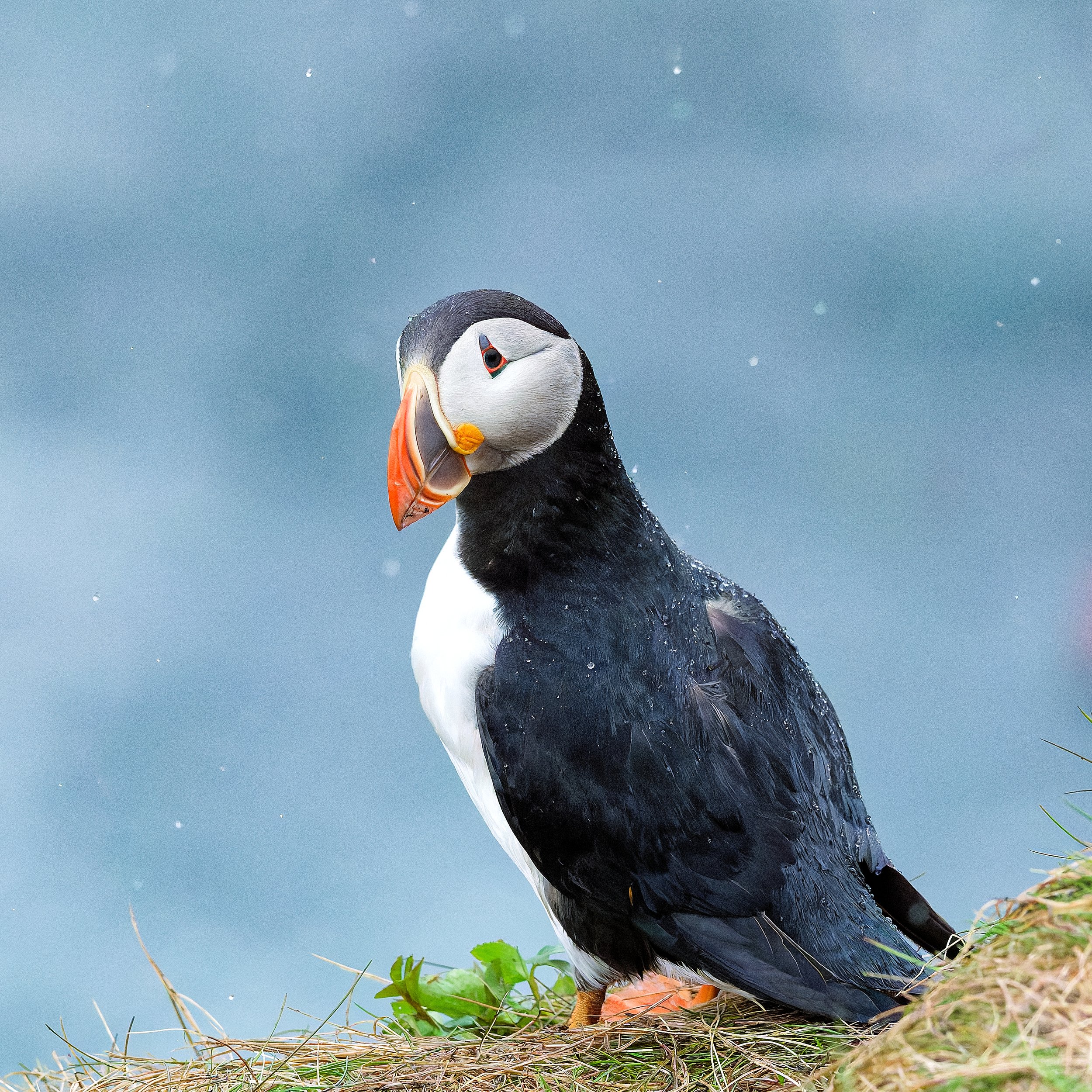 Close-up of a puffin standing on grass and twigs on a grassy shoreline, with a clear blue sky in the background.