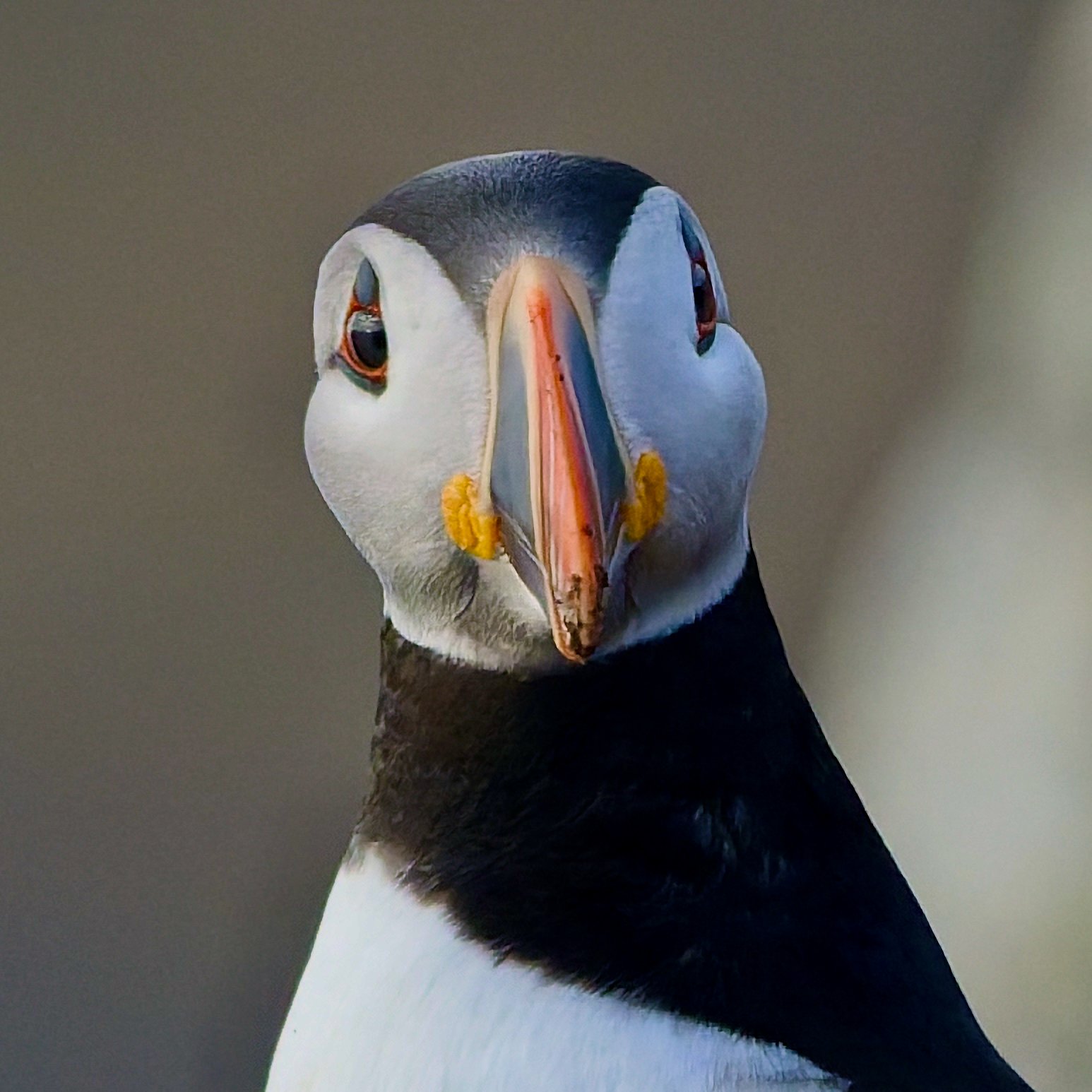 Close-up of a puffin bird with black and white plumage, distinctive orange beak, and orange facial markings, facing forward.