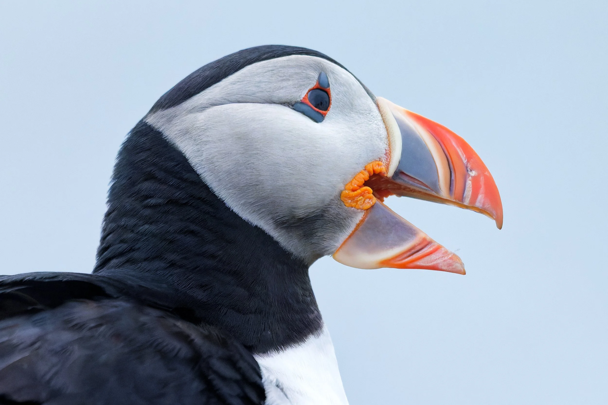 Close-up of a puffin bird showing its black and white feathers, colorful beak, and eye against a pale sky background.