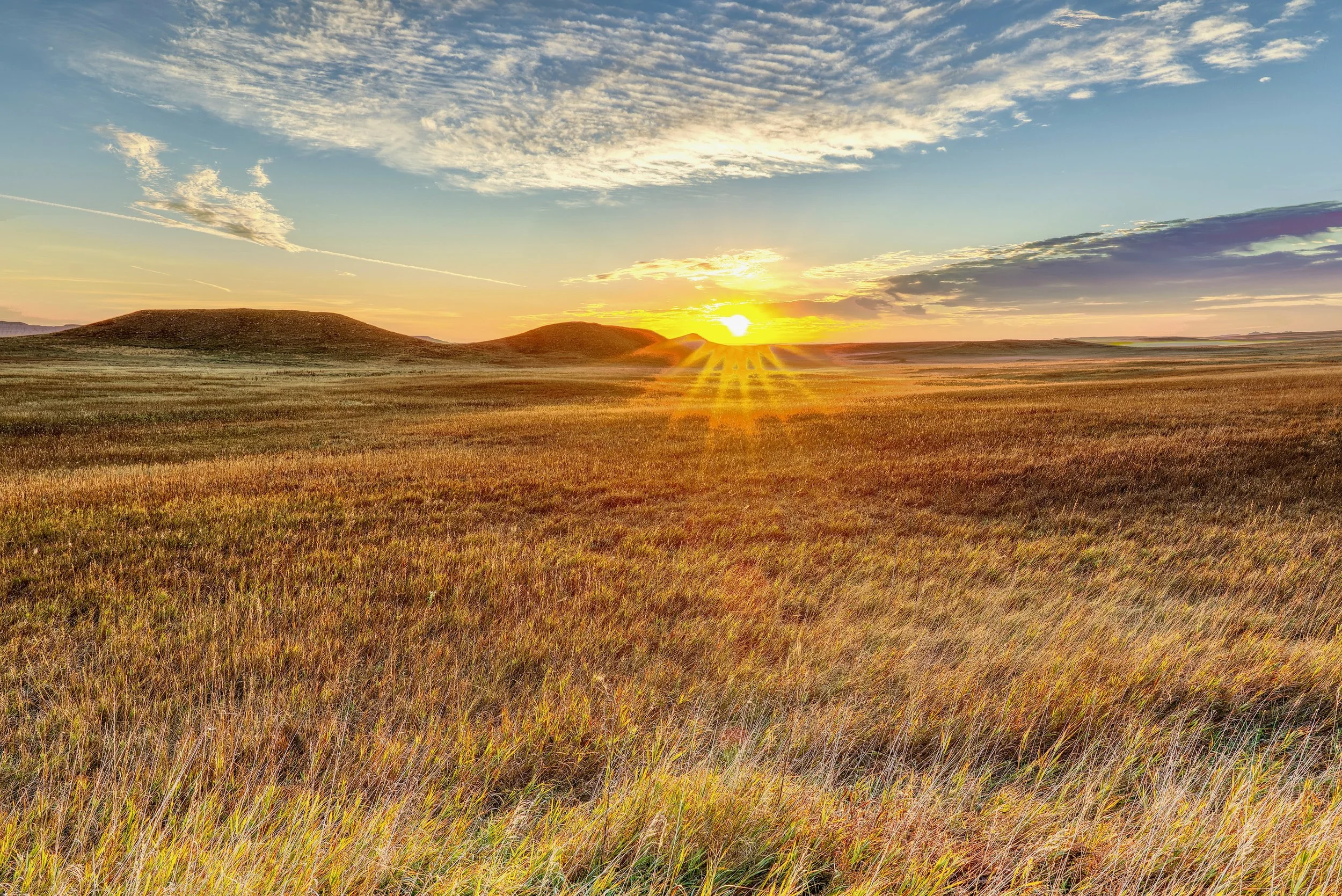 Prairie Gold