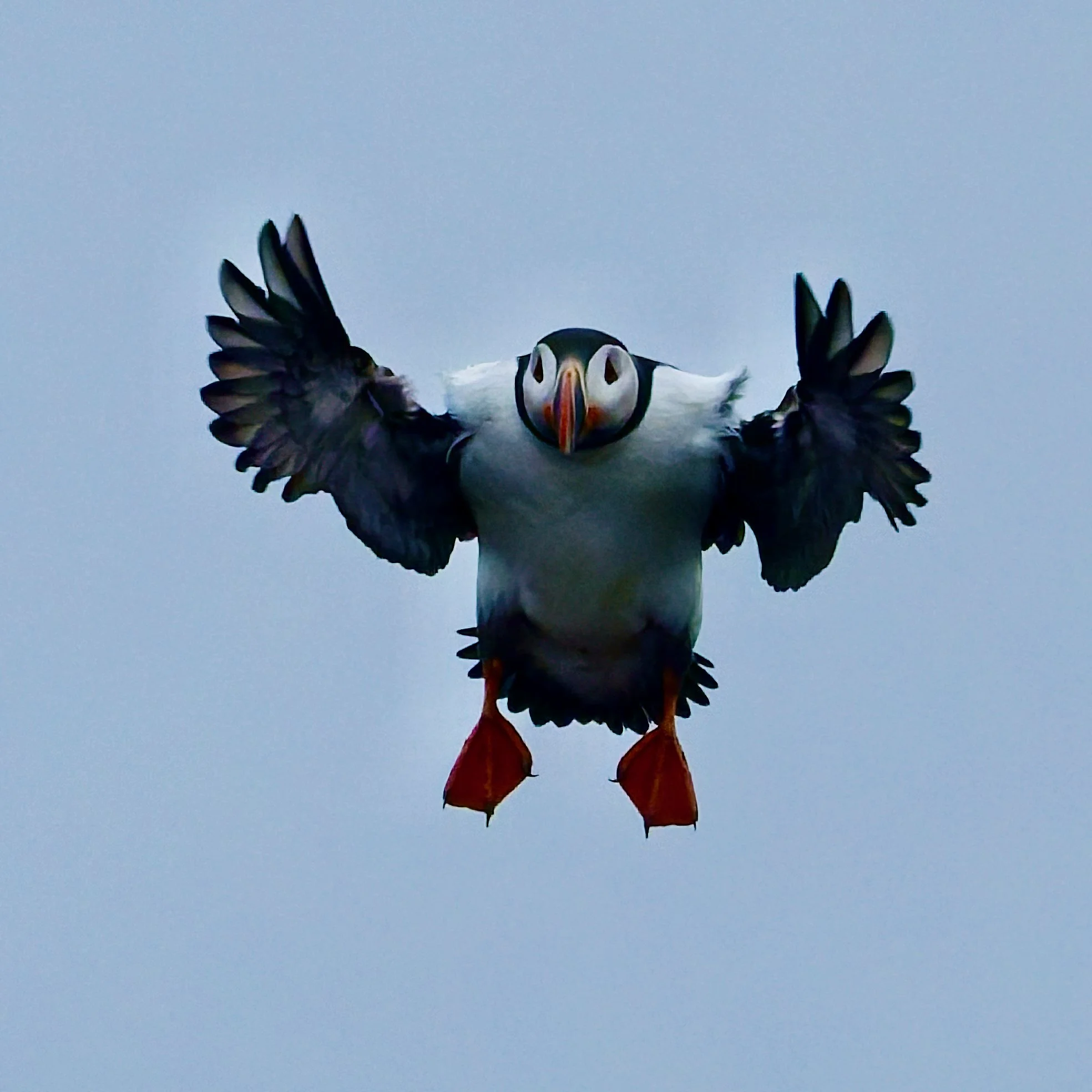 A puffin flying with its wings spread wide, showing colorful beak and black and white feathers against a light blue sky.