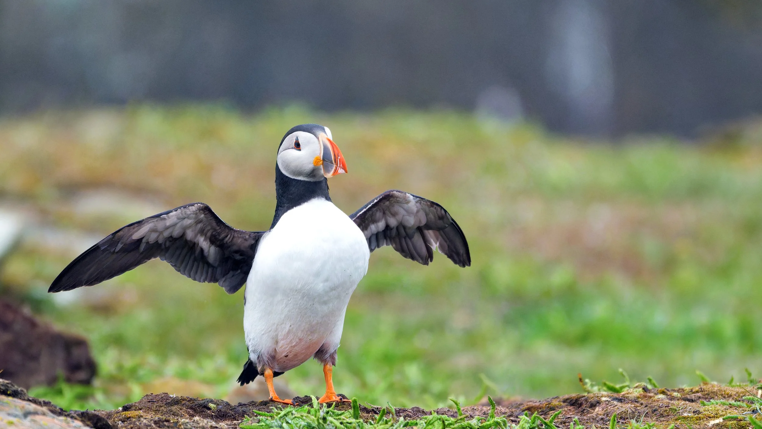 A puffin with its wings spread wide, standing on a grassy ground with a blurred natural background.