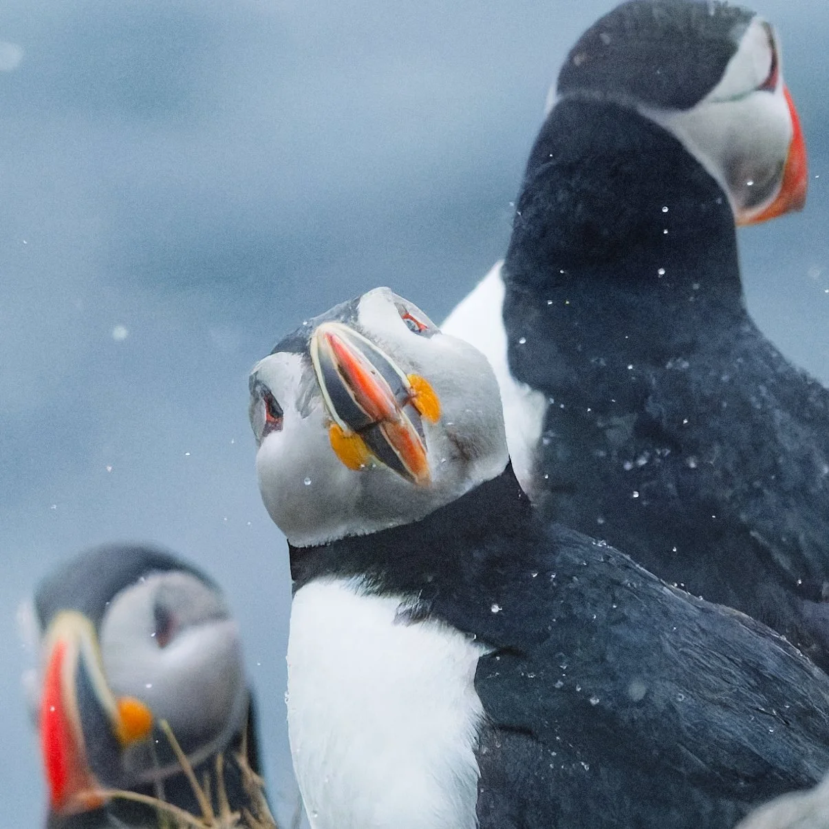 A group of puffins swimming in the ocean, with two puffins prominently in focus, showcasing their colorful beaks and black and white bodies.