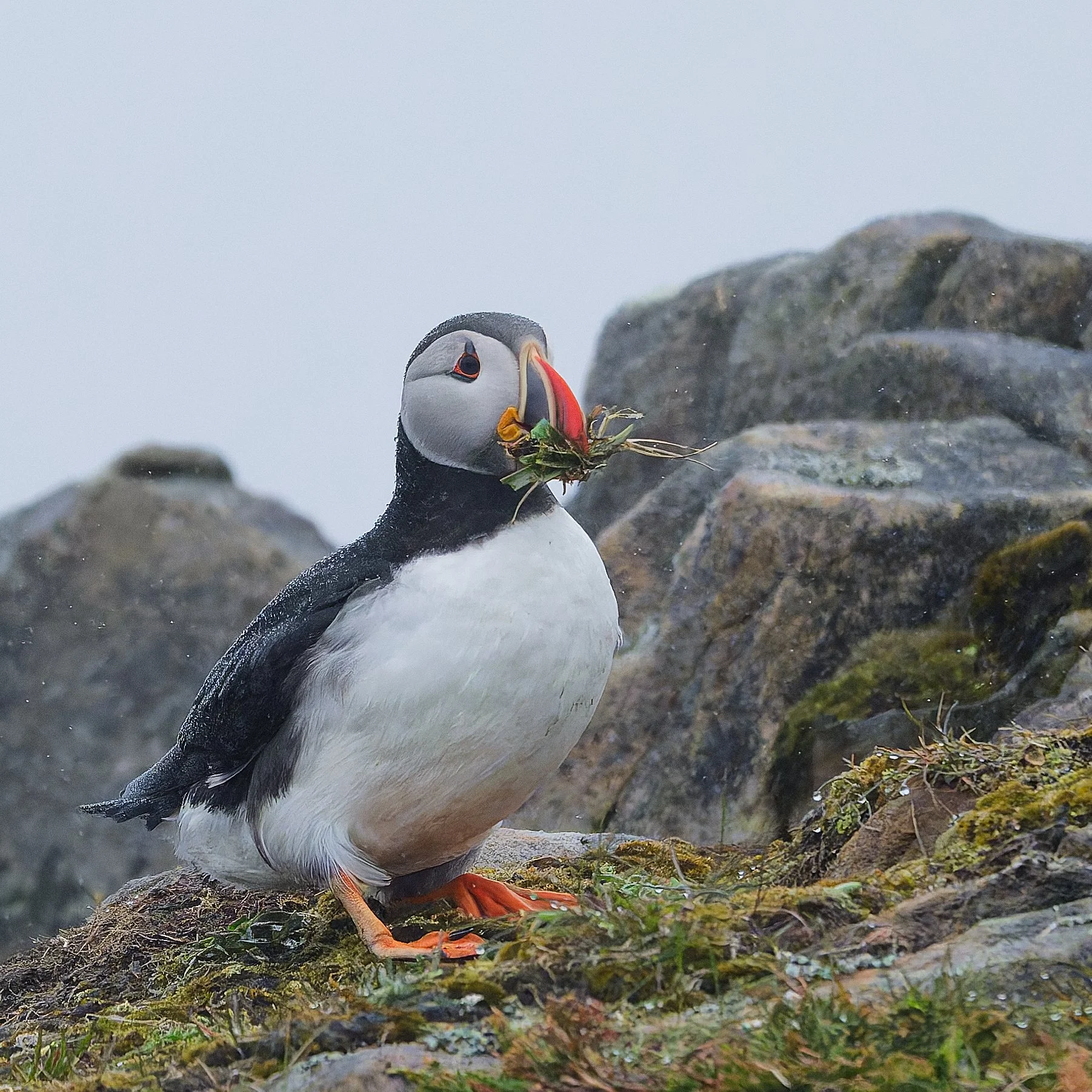 A puffin standing on a rocky shoreline holding a bunch of seaweed in its beak.