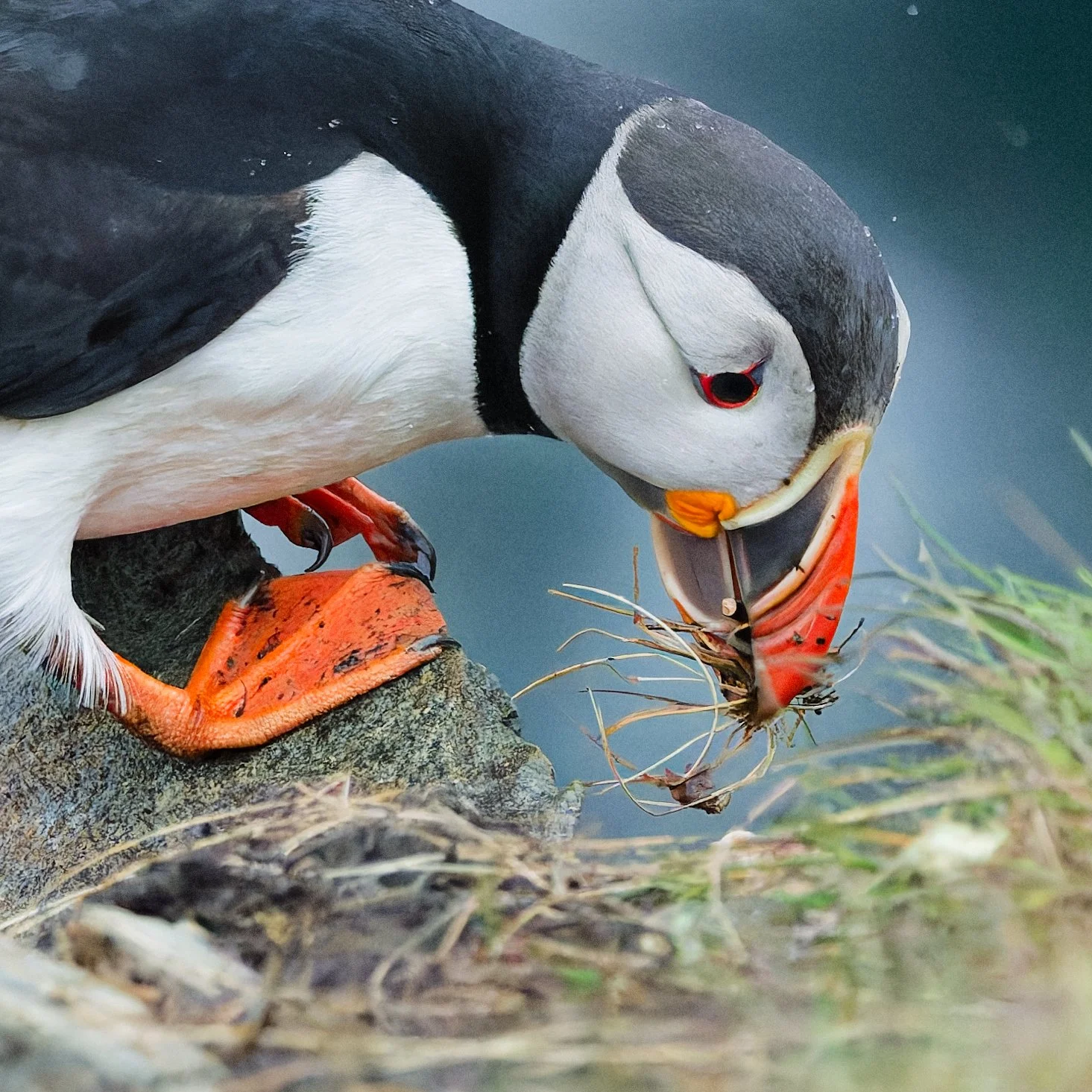 A puffin on a rock in water, holding a fish in its beak.