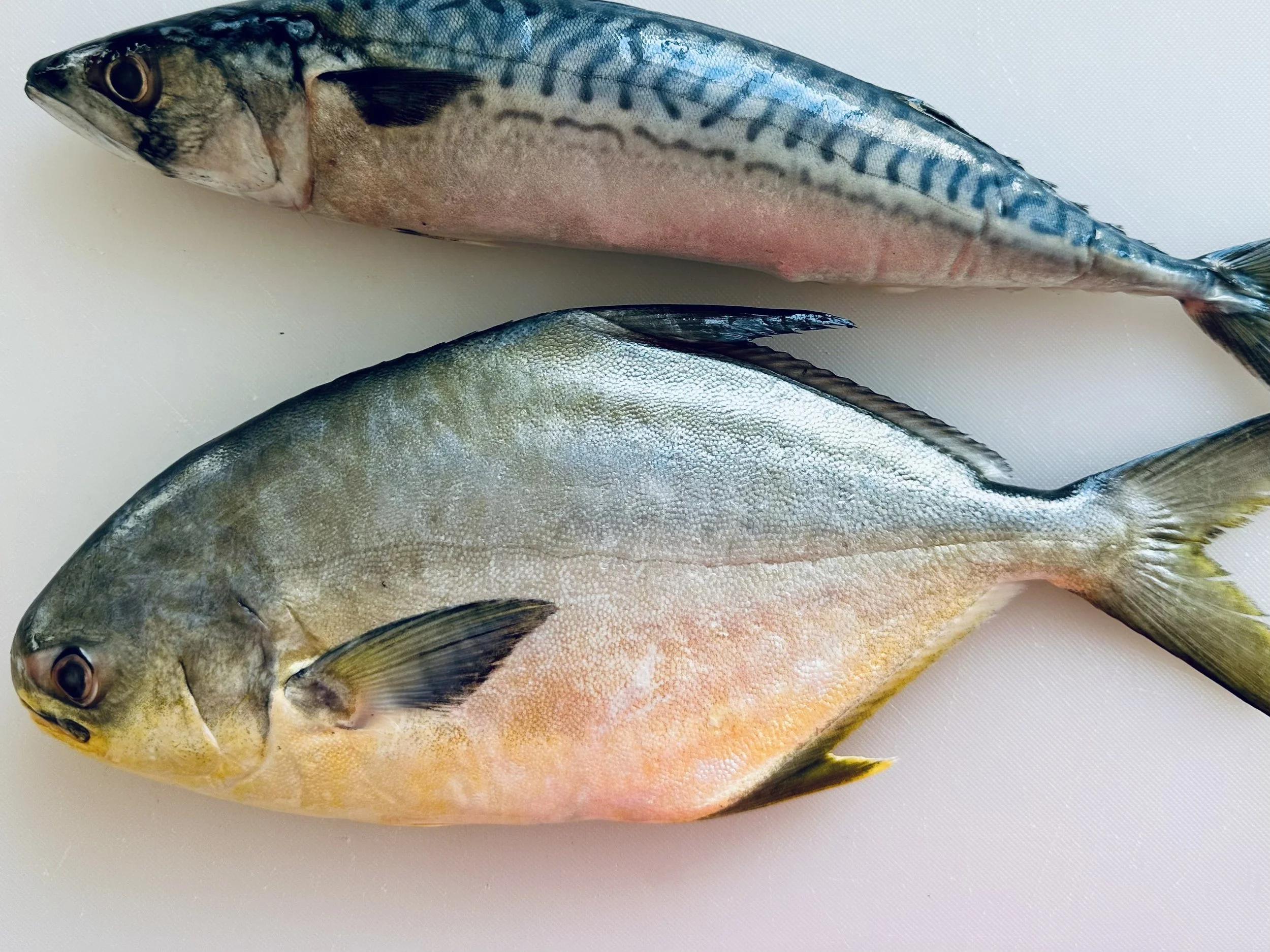 Pomfret