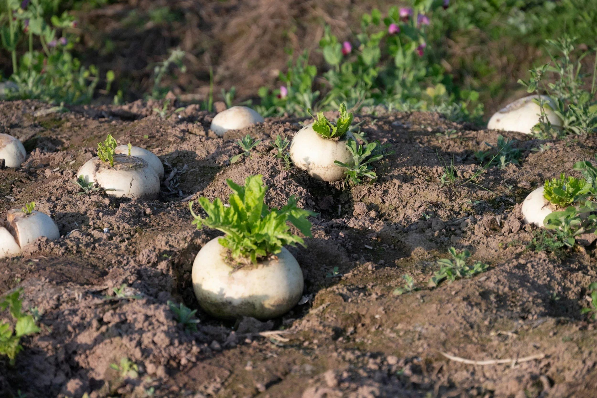 Daikon radishes growing in a field